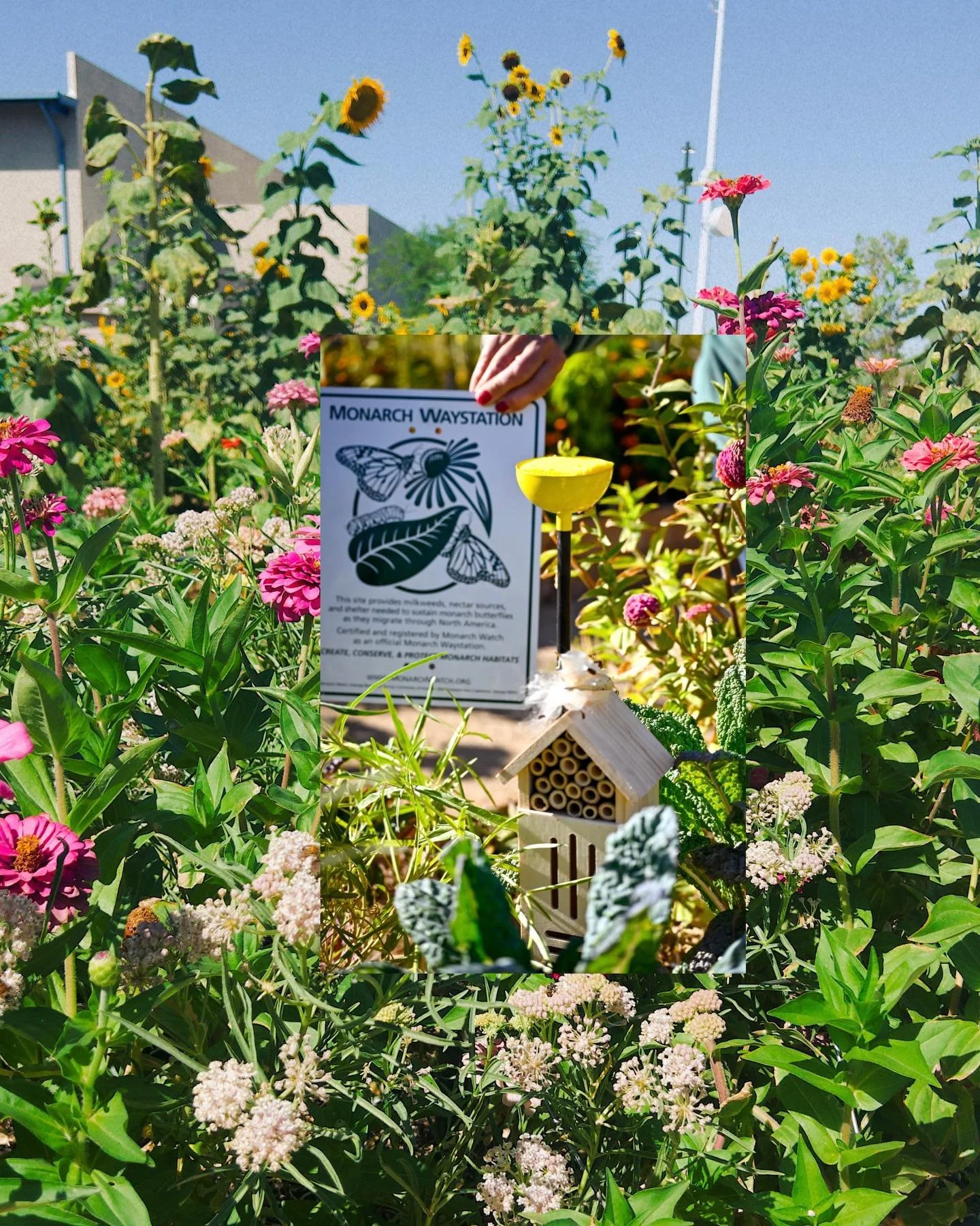 In November 2024, we launched our monarch conservation effort at Pumpkin Park with the installation of our waystation. This past October, a lone monarch found us&mdash;flitting through the garden and laying eggs on the milkweed. During our fall festi