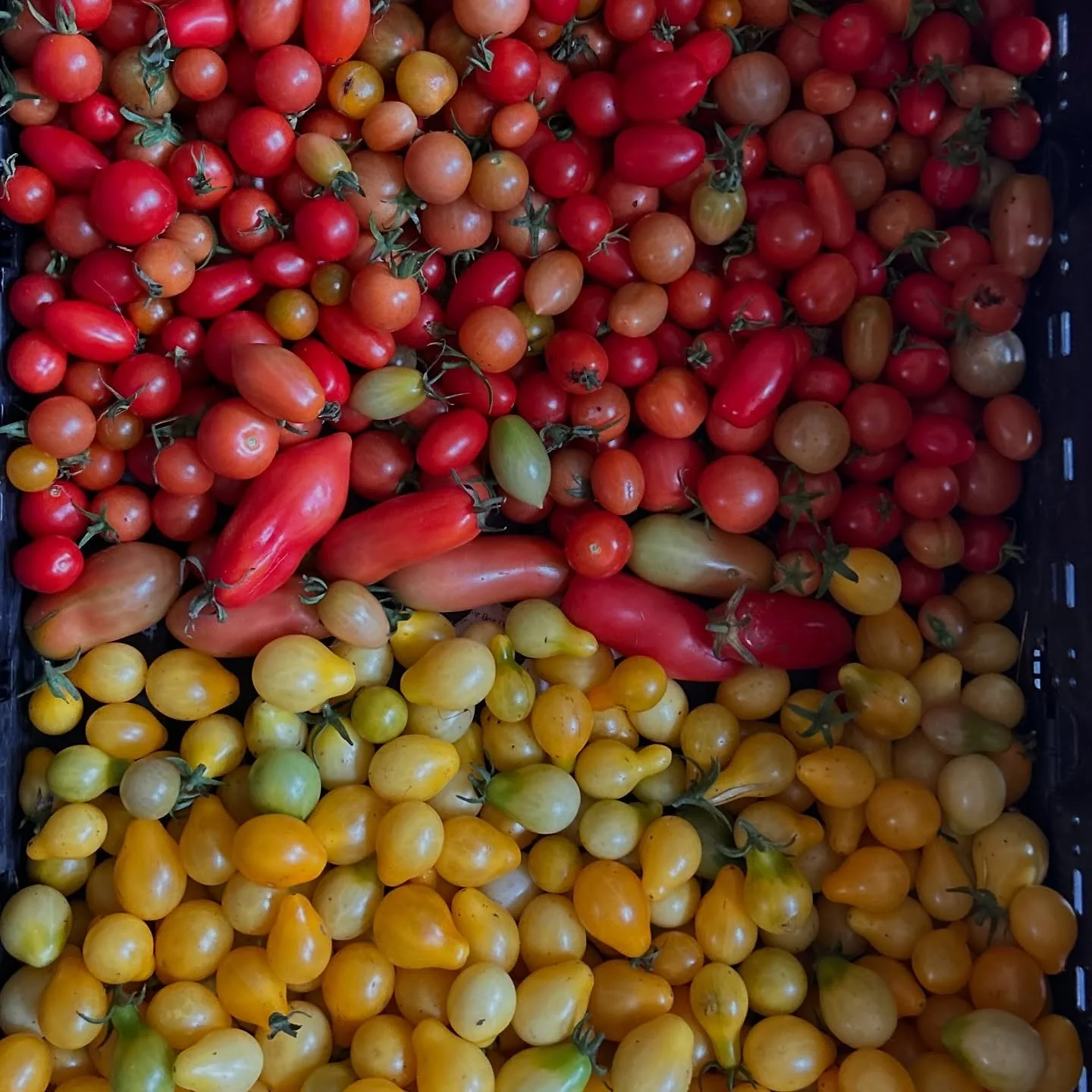 Join our professional urban farmers and learn to cultivate your own food year-round in the comfort of your own space.