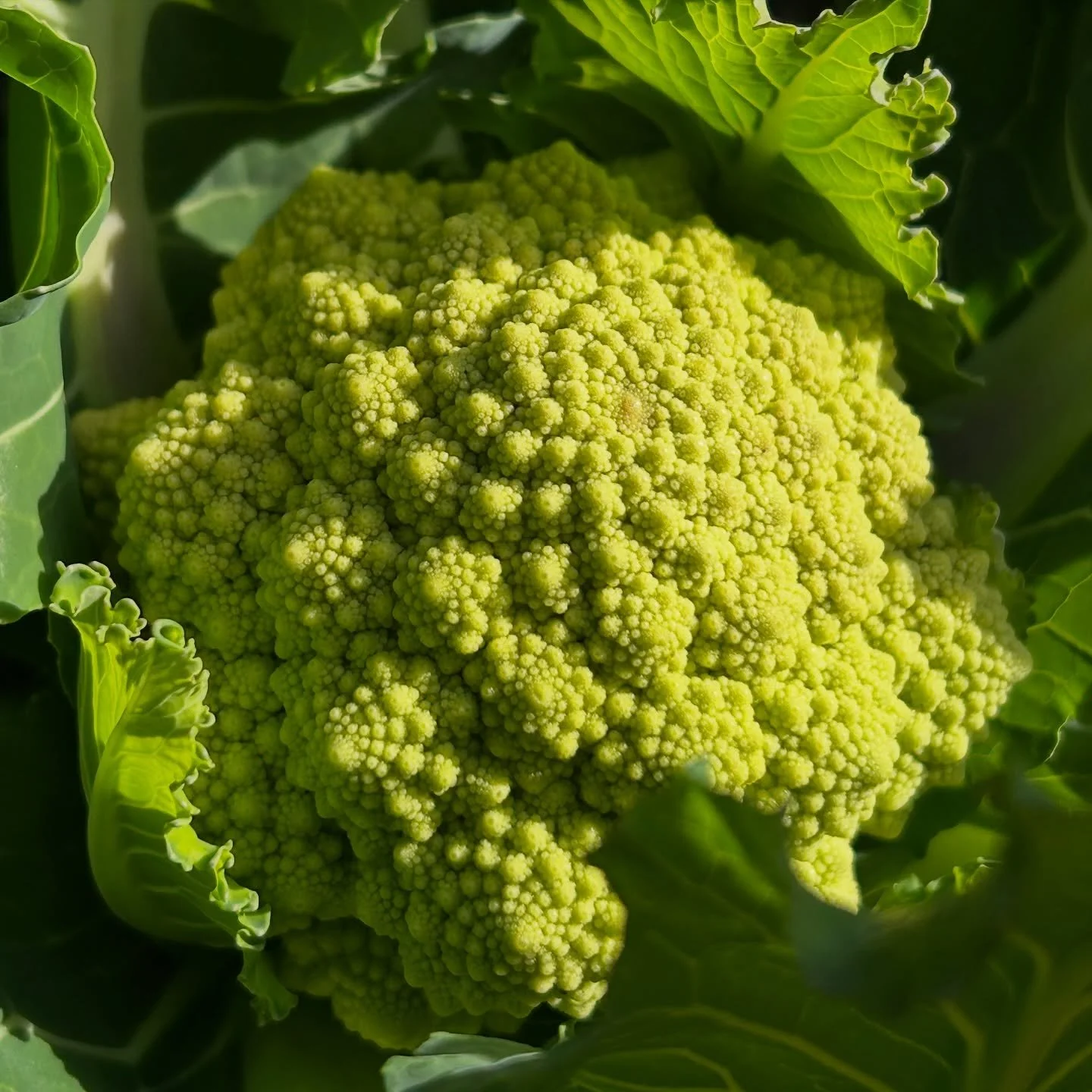 Nourish your body, grow your own food Las Vegas!