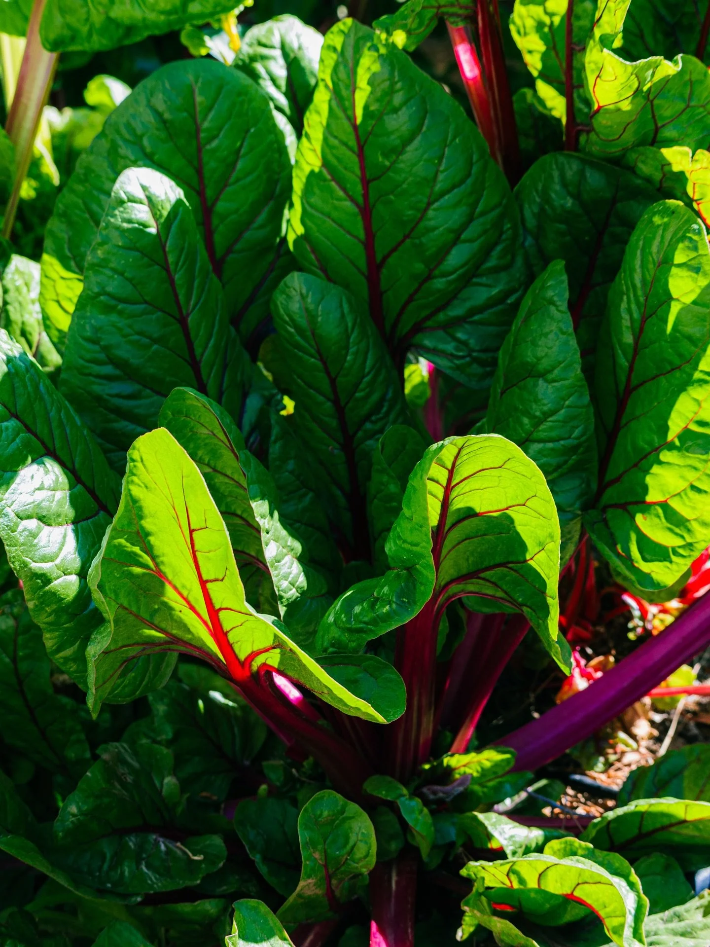 As the kids at Doral Saddle Elementary put it, &ldquo;In Chard We Trust!&rdquo; 🥬