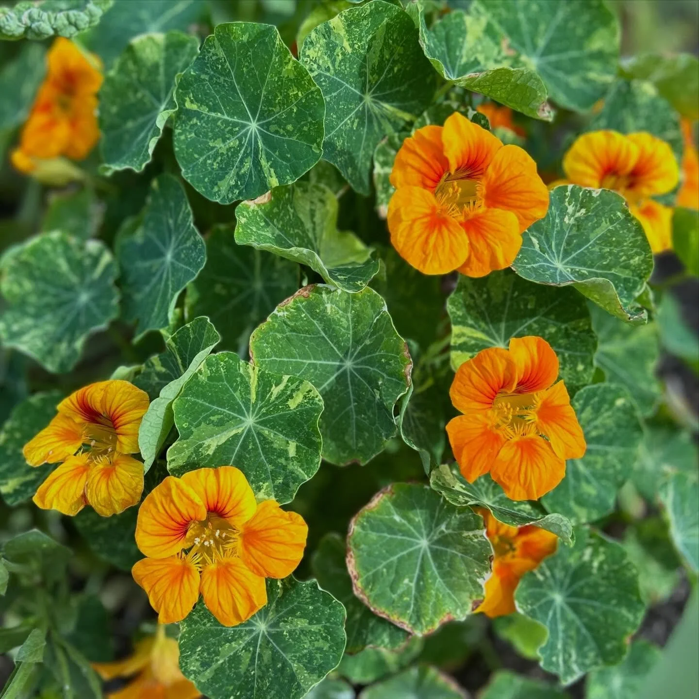 Did you know that the entire nasturtium plant is edible?? 

This desert adaptable garden staple is terrific in salads, high in vitamin c and also works as an incredible companion plant for your fall/winter garden!