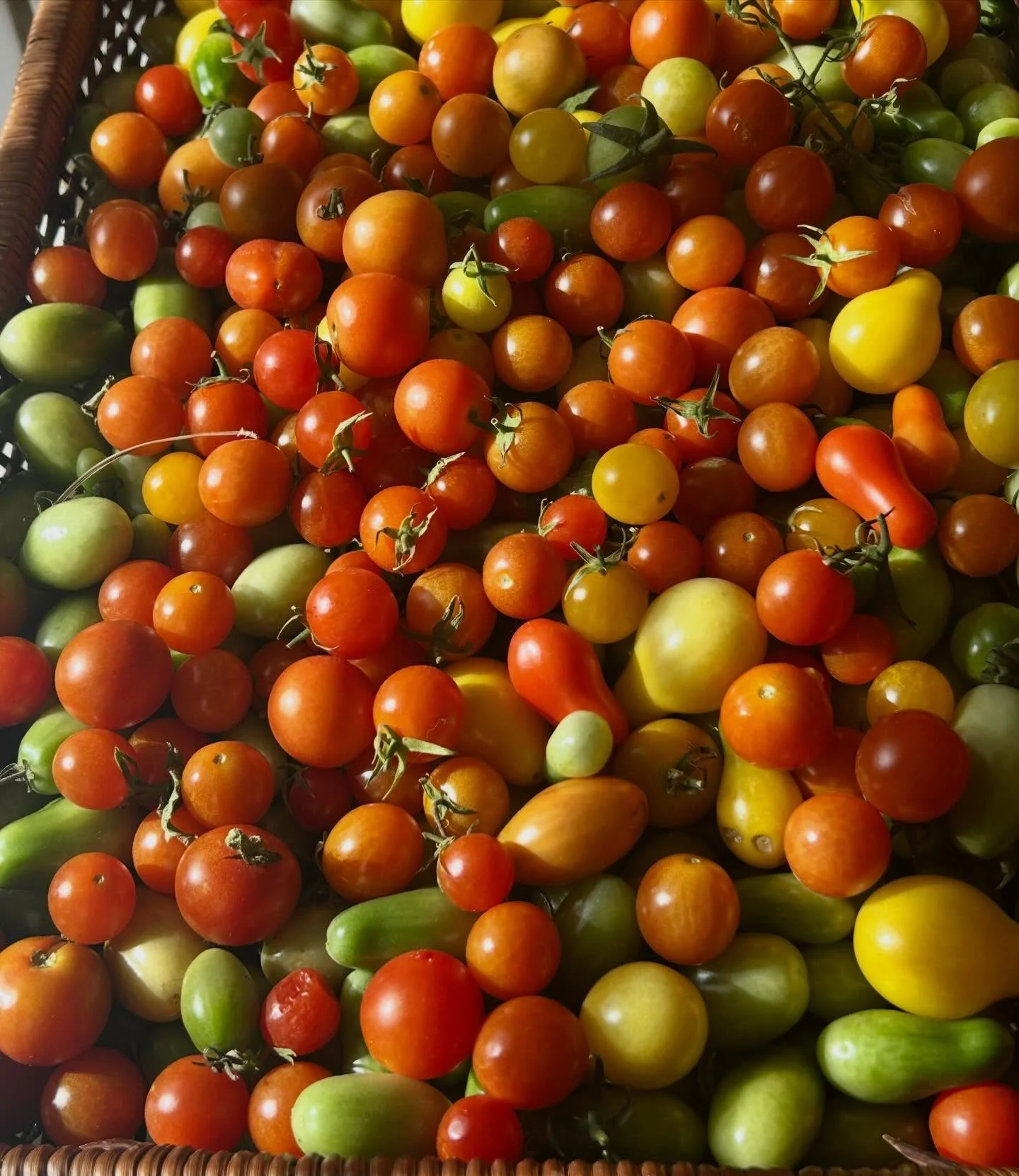 Don&rsquo;t forget to harvest your nightshades before the frigid temps set in!