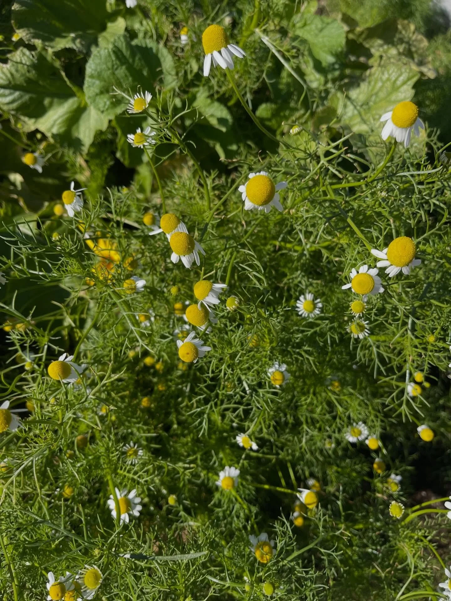 Chamomile is widely known for it&rsquo;s calming and anti-inflammatory properties, helping with sleep, anxiety, and stress relief.  But did you know that it may also help with soothing digestive issues like cramps and gas, supporting skin conditions,