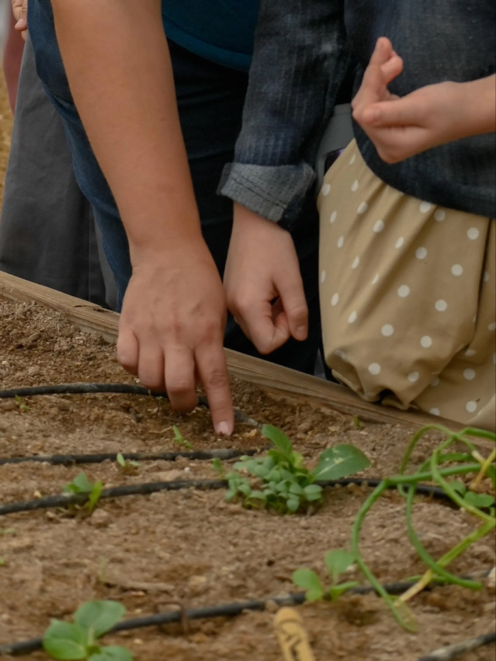 🌱 Get ready to grow with us! Garden Farms of Nevada is revolutionizing education through garden-based learning. Since 2010, we've been partnering with Las Vegas schools to create immersive, outdoor classrooms. Students learn by doing - planting seed