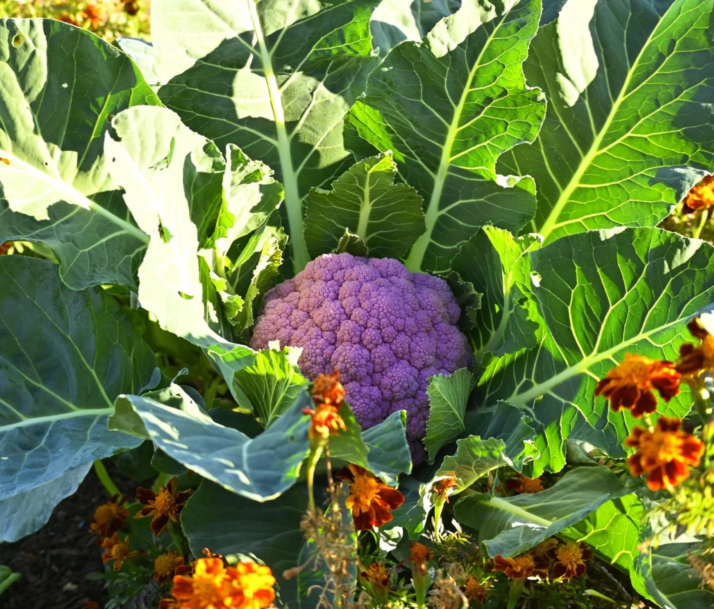 Grow with confidence! Our 3-month Seasonal Education Course offers personalized permaculture education in your own space, led by our dedicated team of professional Urban Farmers. Learn hands-on and turn your space into a productive food system using 