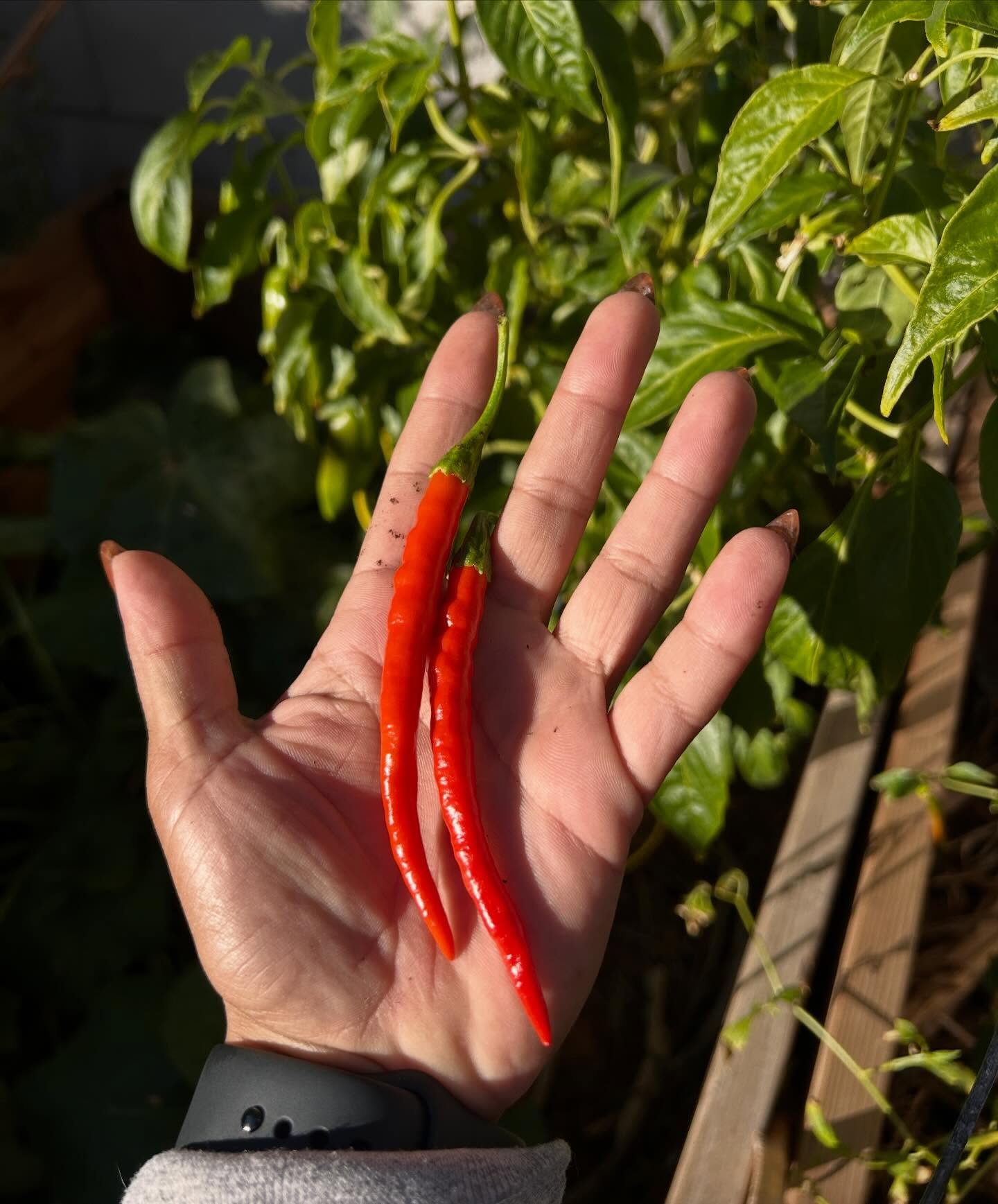 Join us for weekly community harvesting events in North Las Vegas &amp; Henderson, where you can:
🥬 Pick your own organic produce
🍅 Learn to eat in season
🧑&zwj;🌾 Chat up our Professional Urban Farmers who&rsquo;ll walk you through the garden, sh