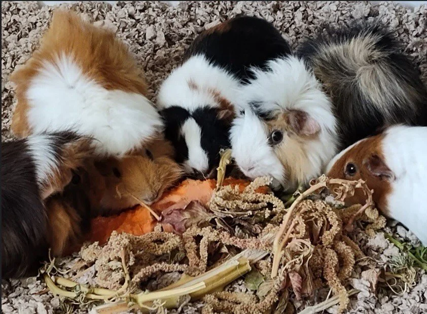 We love when our scraps are used to feed your critters! 

These guinea pigs (piranha piggies) are devouring the branches of dried amaranth and a woody carrot that had been in the ground too long!