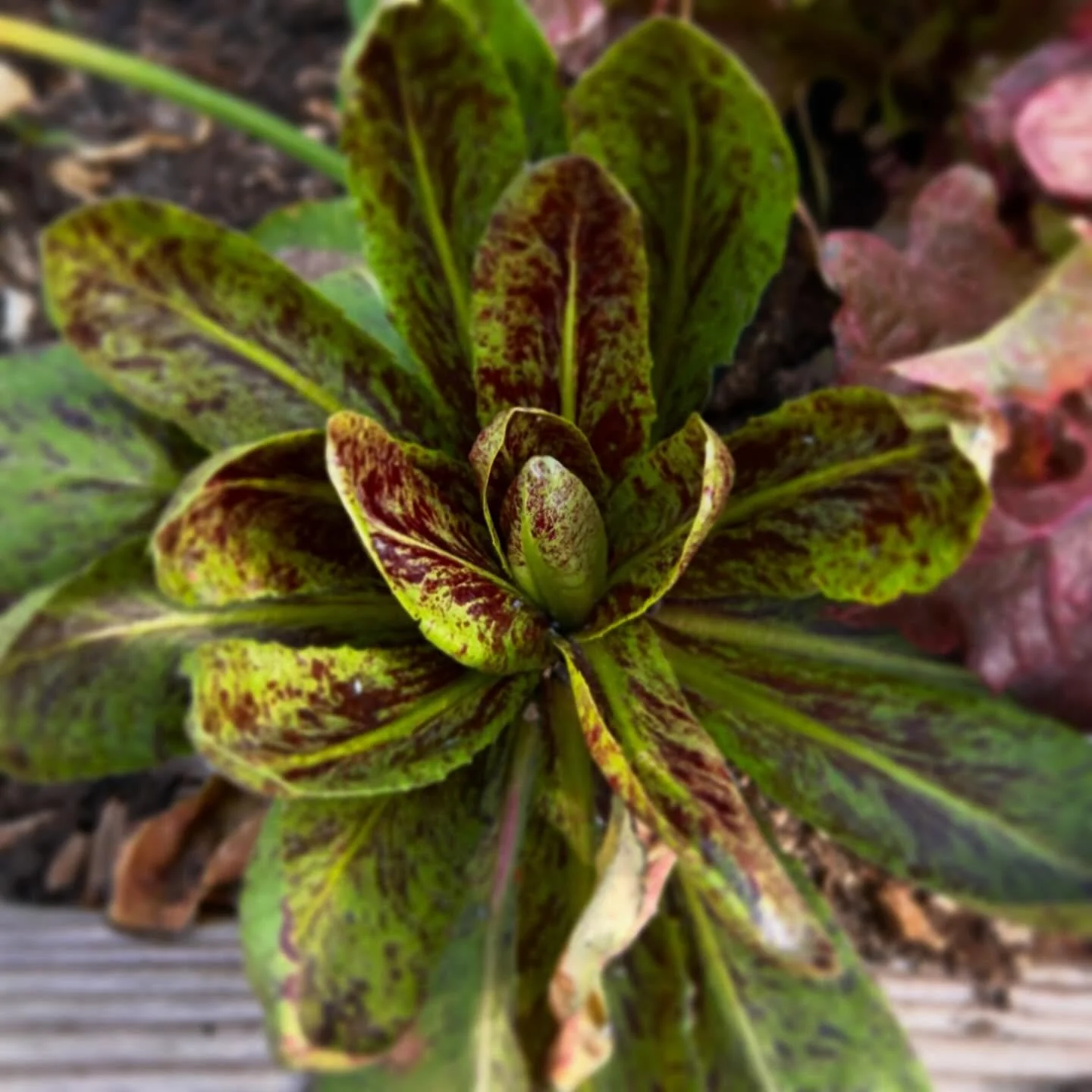 lettuce teach you how to grow your own food year round!

www.gardenfarms.net