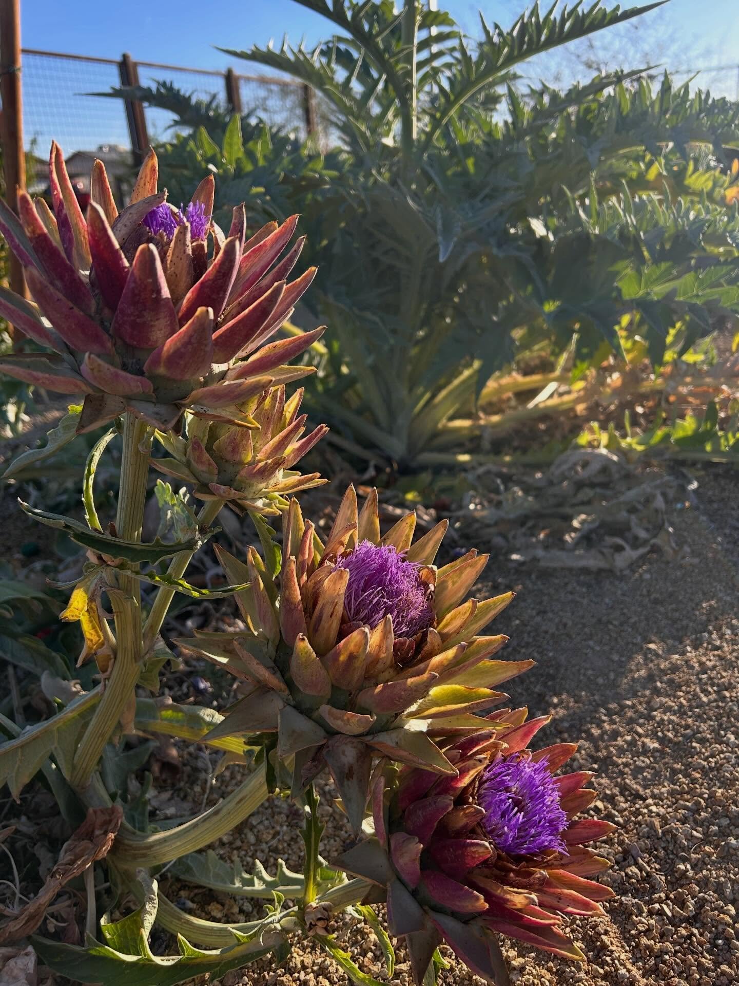 Name something prettier than artichoke flowers! We&rsquo;ll wait