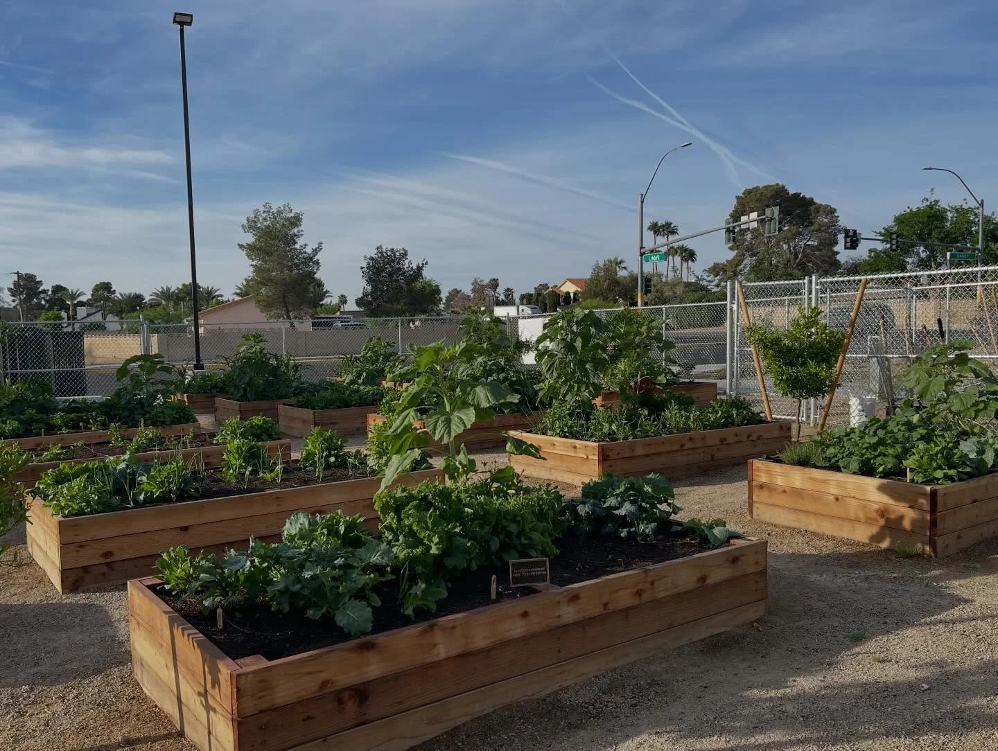 Doris Hancock ES is looking mighty lush this week with this cool down in temps 🫜