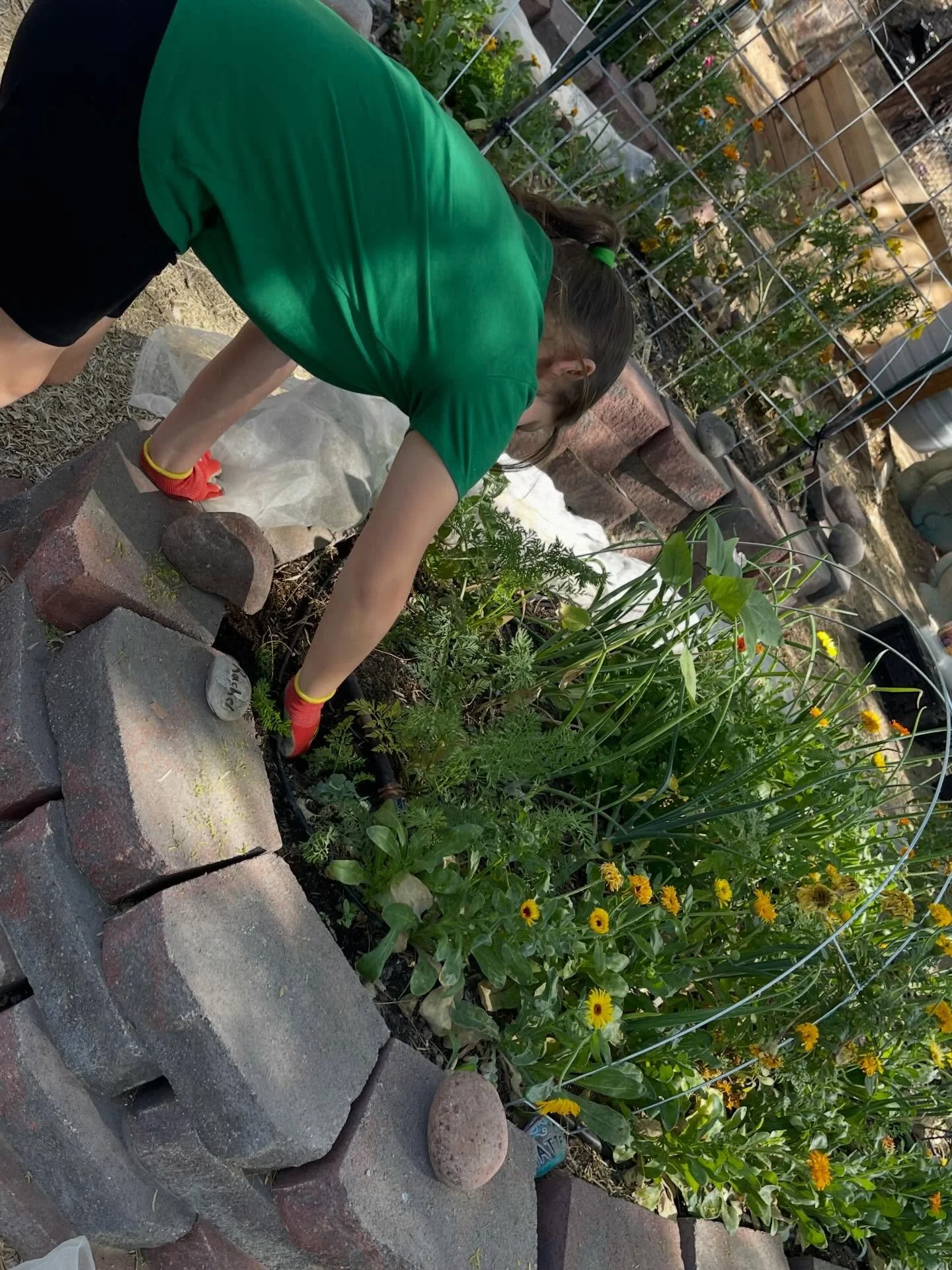 Does your school have a School Garden STEAM based Education Program with Garden Farms? 

If you answered no, why not?😉🦋