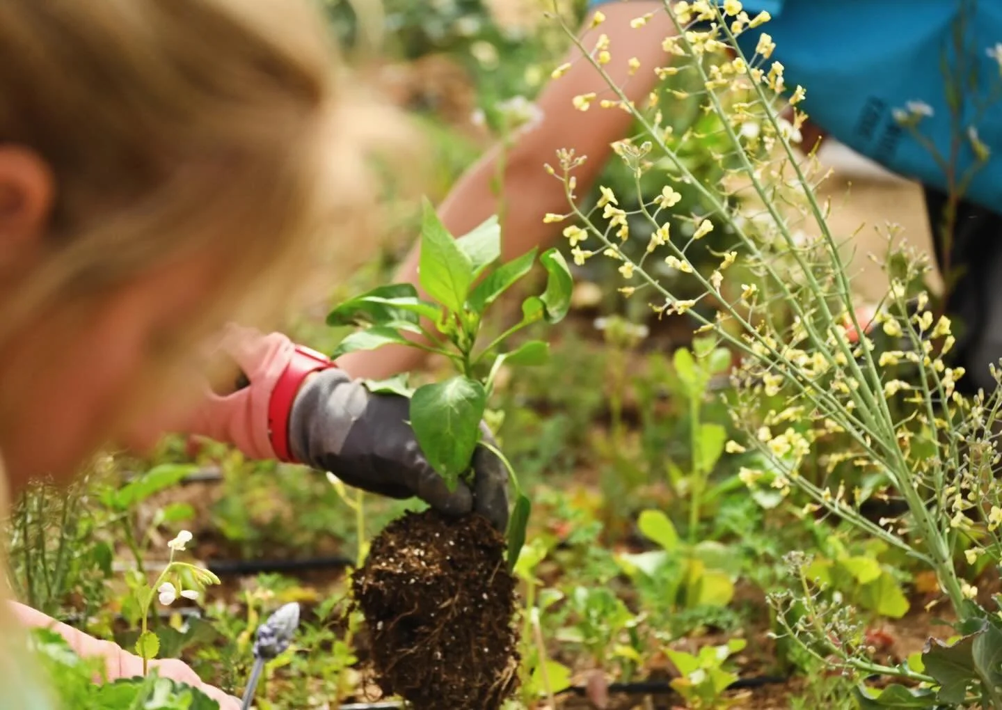 Come grow with us!🌱

This and every week, step into your role as a Farmer for a Day and help us grow something special! 🌻 

Whether you&rsquo;re a seasoned gardener or a newbie, we&rsquo;ll show you the ropes and make sure you have a blast while gi