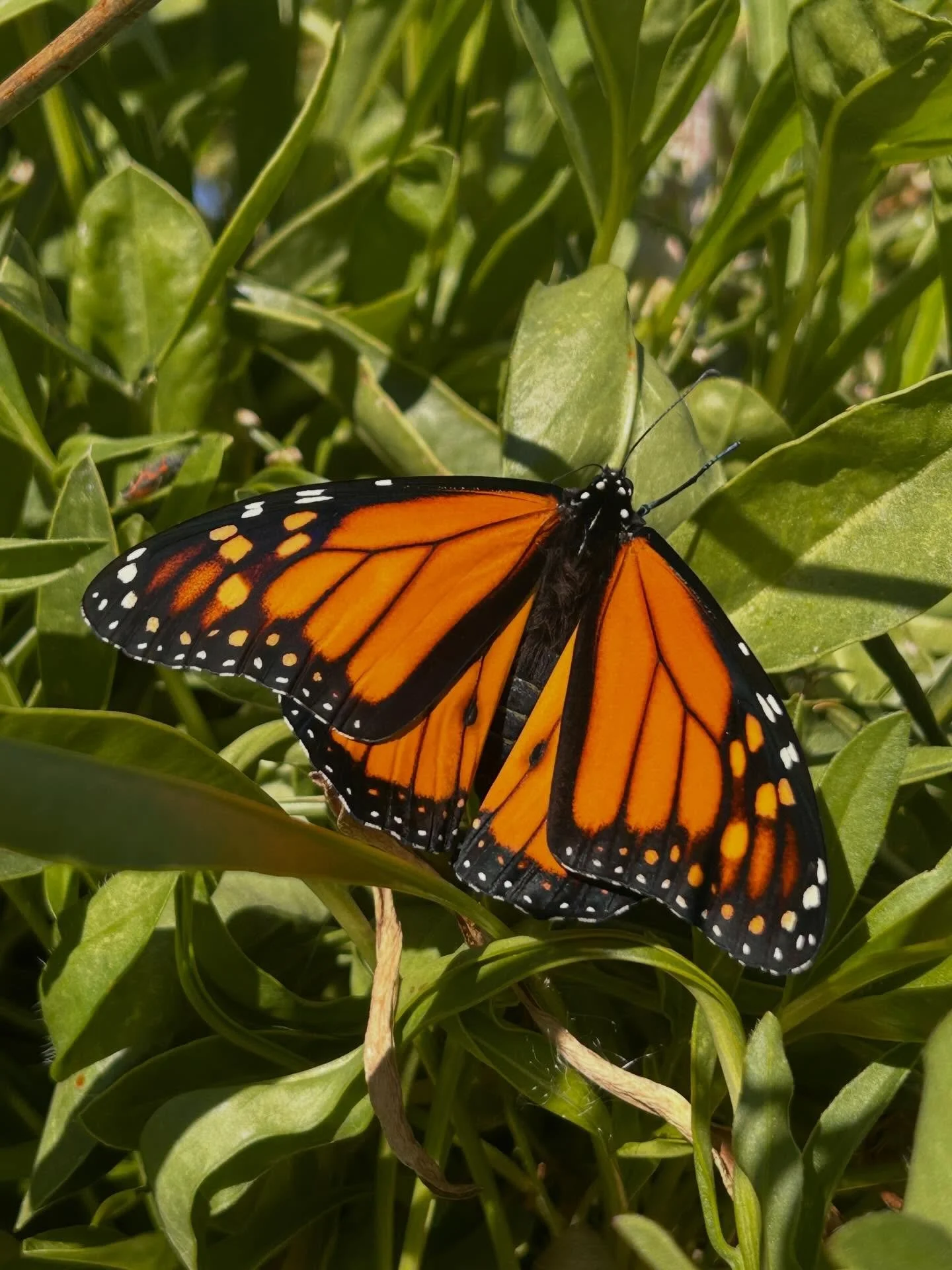 Happy Earth Day 
🌎🌱🕷️🐞🌸 🌻🐝🐛🐜