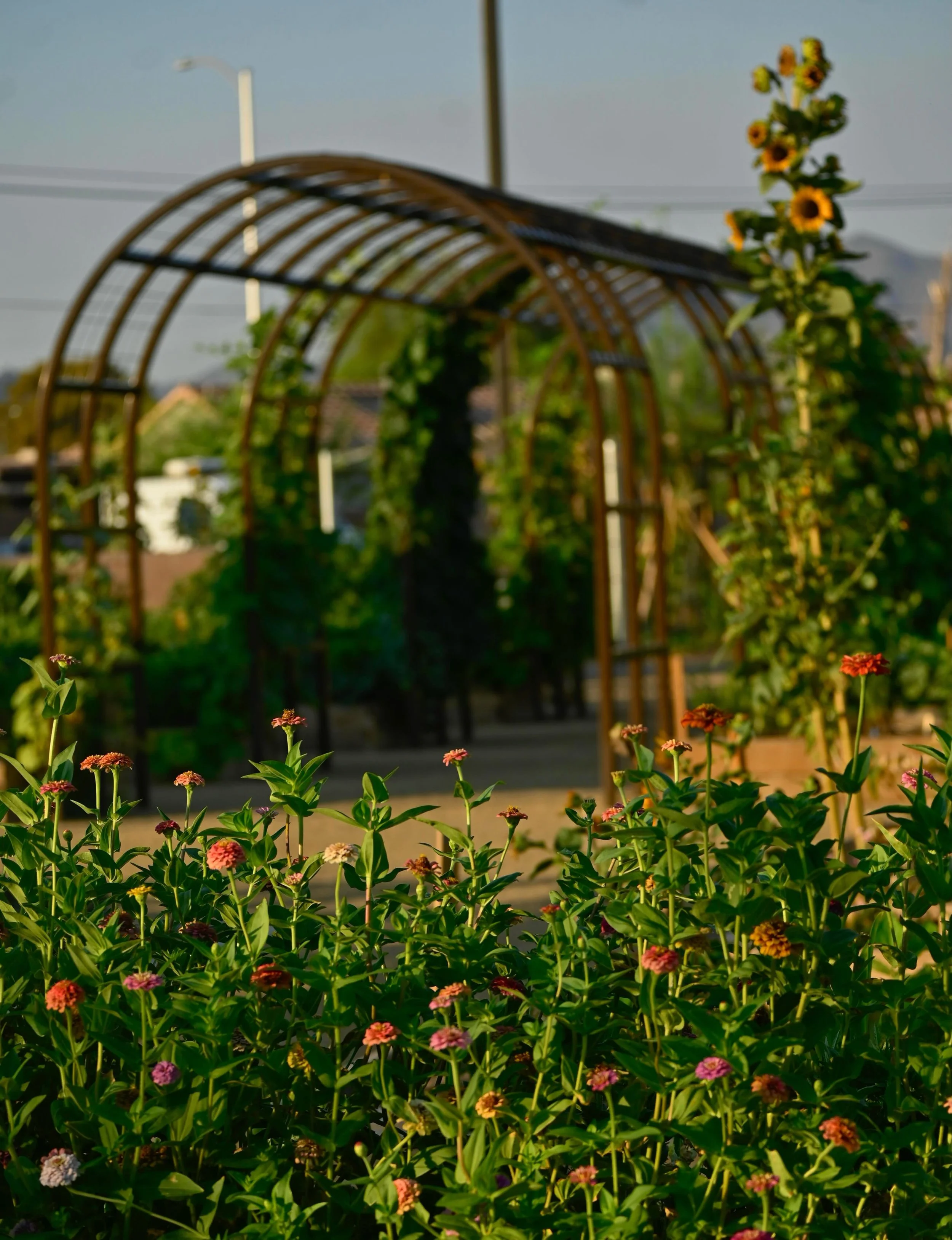 Meet us in the garden Saturday morning to celebrate 9 years of cultivating Garden Education and expanding Food Access in our community!

🐞Location:Pumpkin Park [ 405 Drake Street Henderson, NV]
🐛When: Saturday May 23
🐝 Time: 8AM &ndash; 12PM

Free