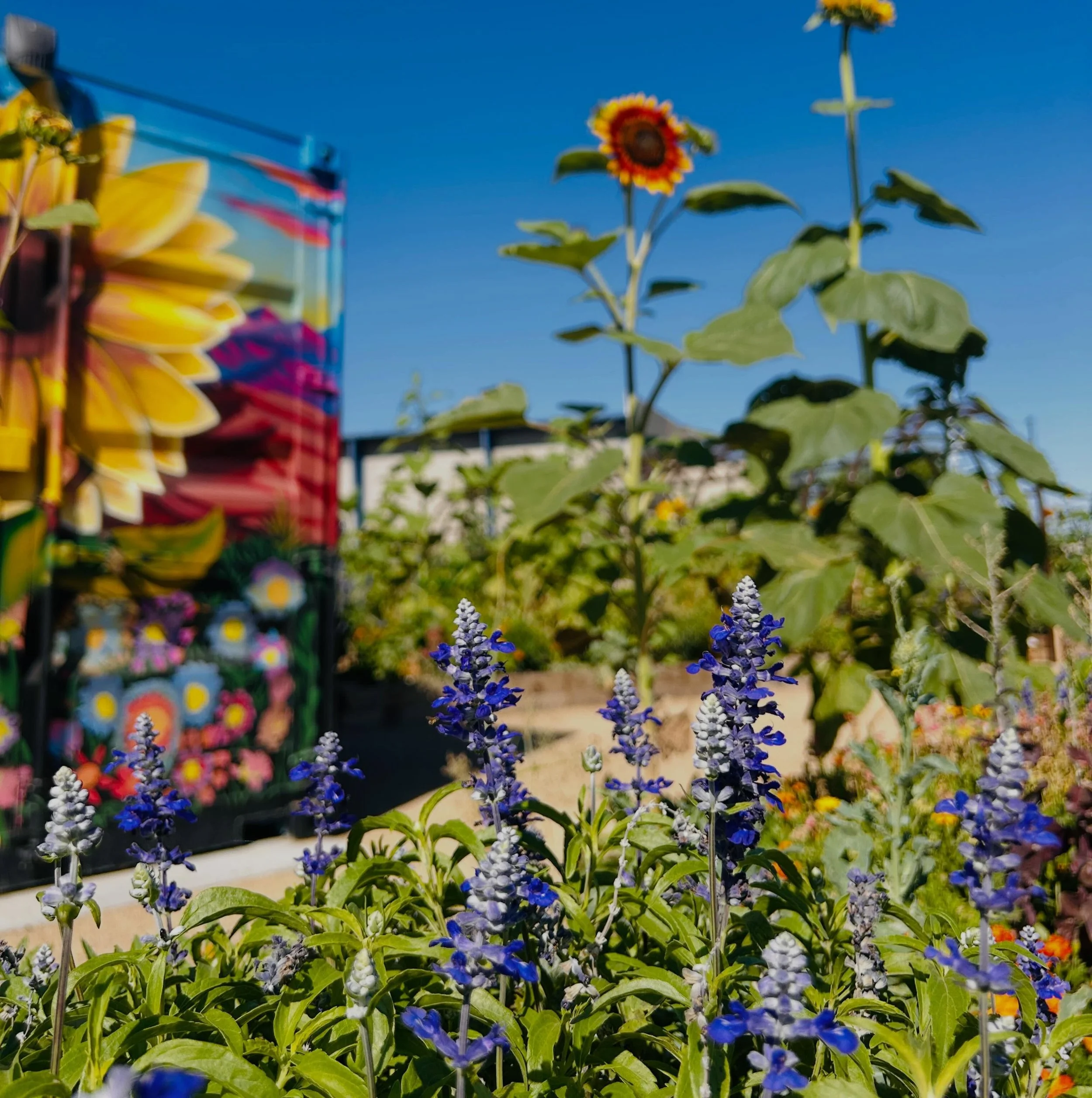 Pumpkin Park Summer Hours
  6am-12pm
  Monday - Saturday 
[405 Drake Street Henderson, NV]
