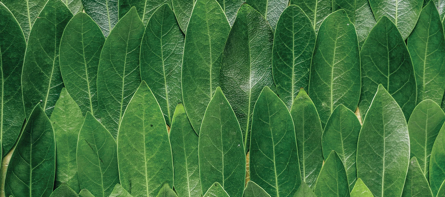 sothai-leaves.jpg