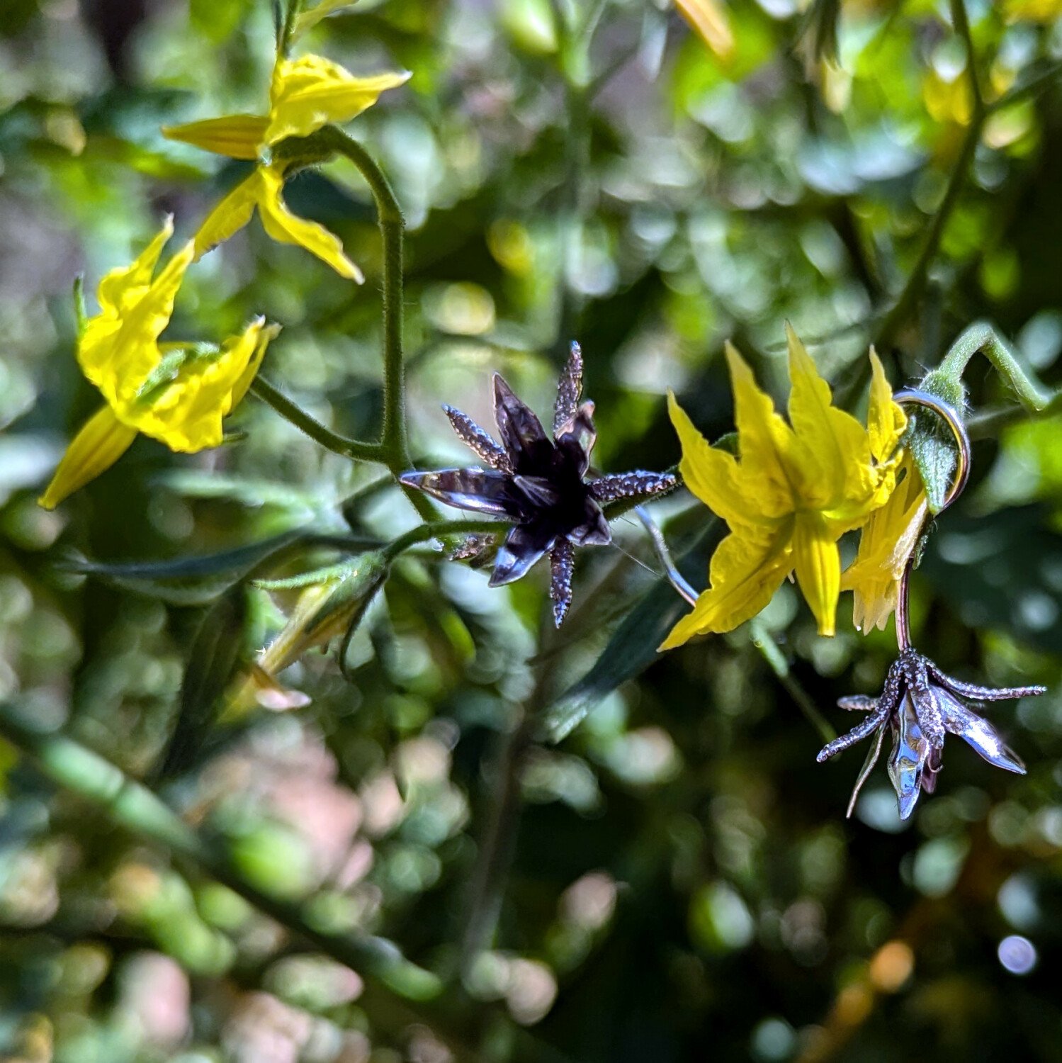 blossompair-flowers.1500.jpg