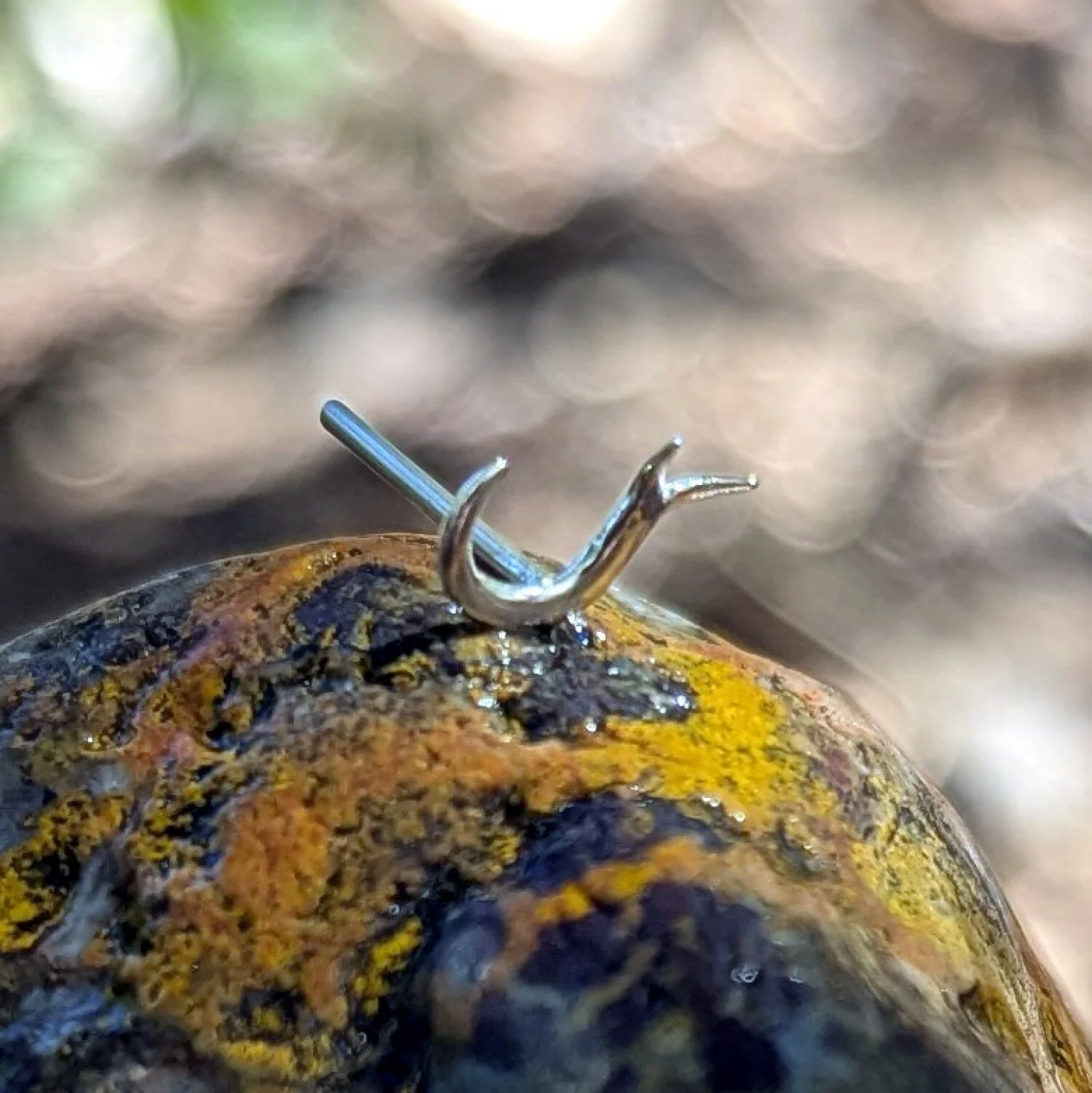 single-curled.1500.jpg