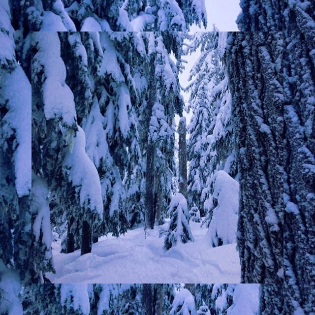 50% afraid of falling into tree wells, 50% ready to take the scenic route through the trees.⁠
⁠
📷 Last season at @timberlinelodge⁠
-⁠
-⁠
-⁠
-⁠
-⁠
-⁠
#ski #skiing #snowboard #webdesign #webdesigner #webdeveloper #programming #website #webdevelopment 