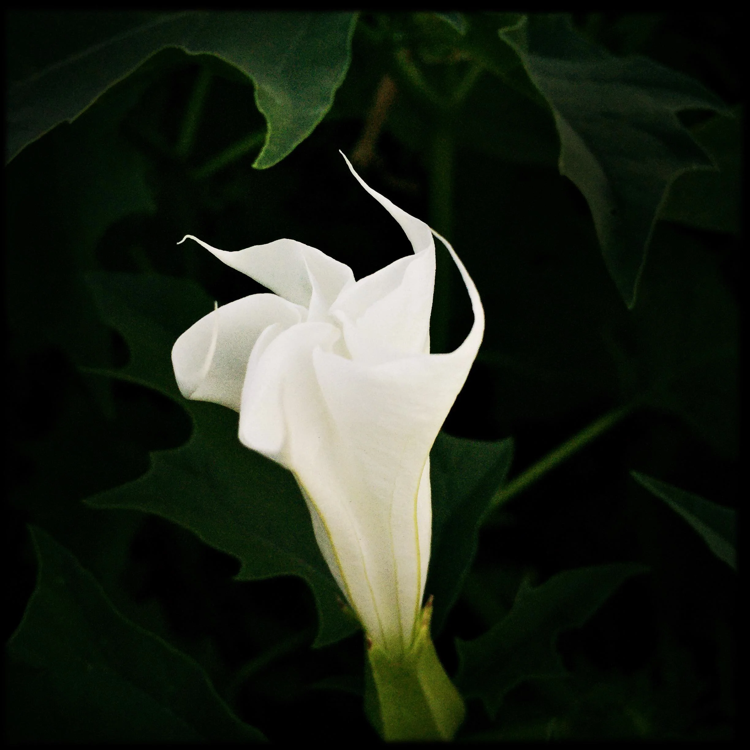 Datura Flower Essence 