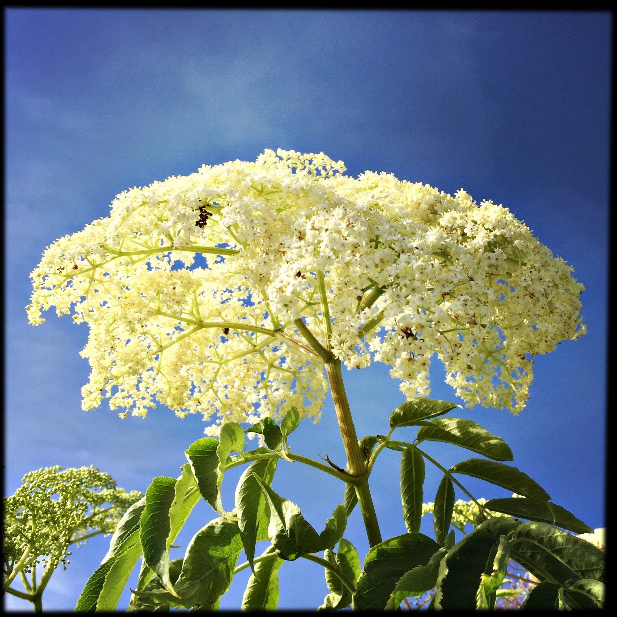 Elderflower Flower Essence