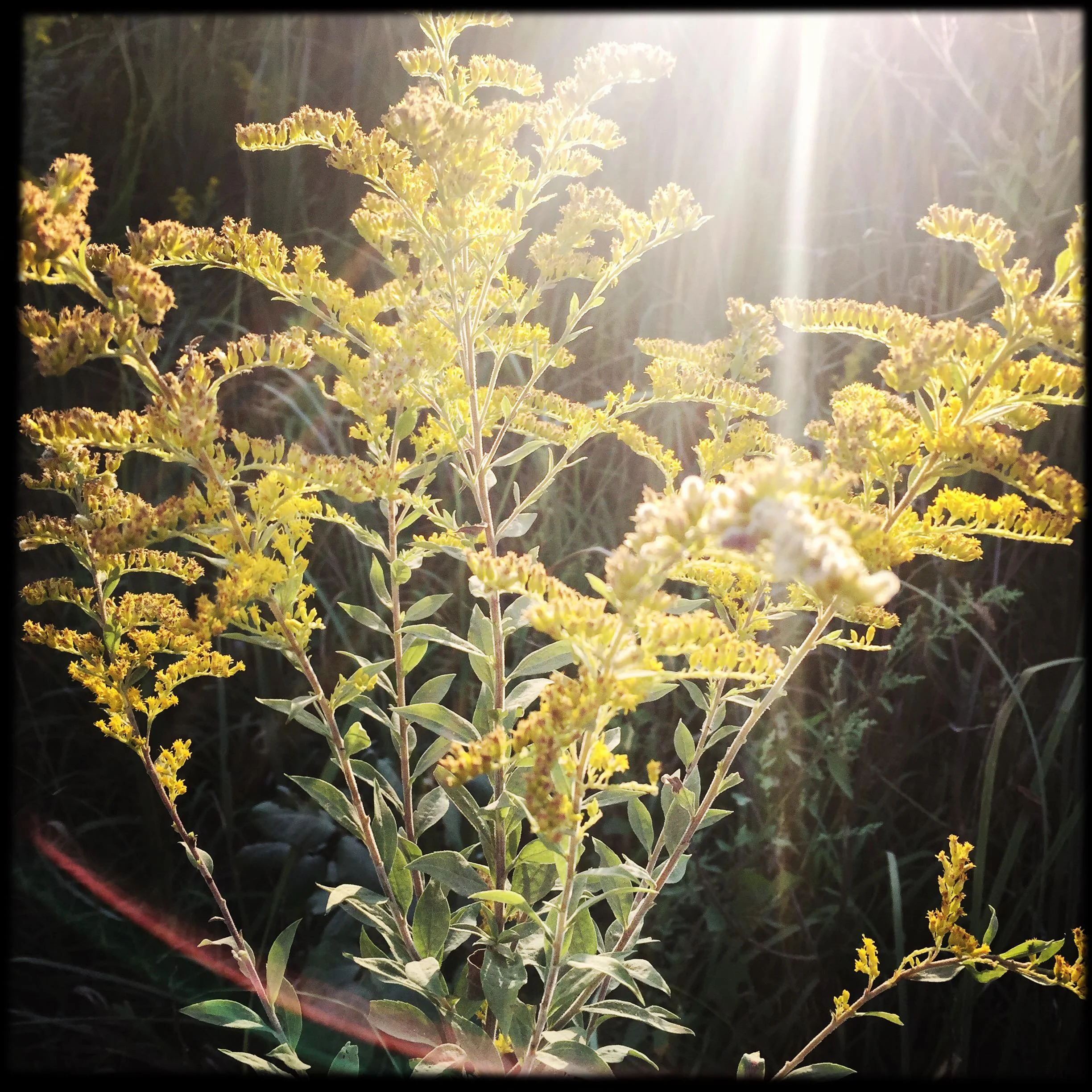 Goldenrod Flower Essence