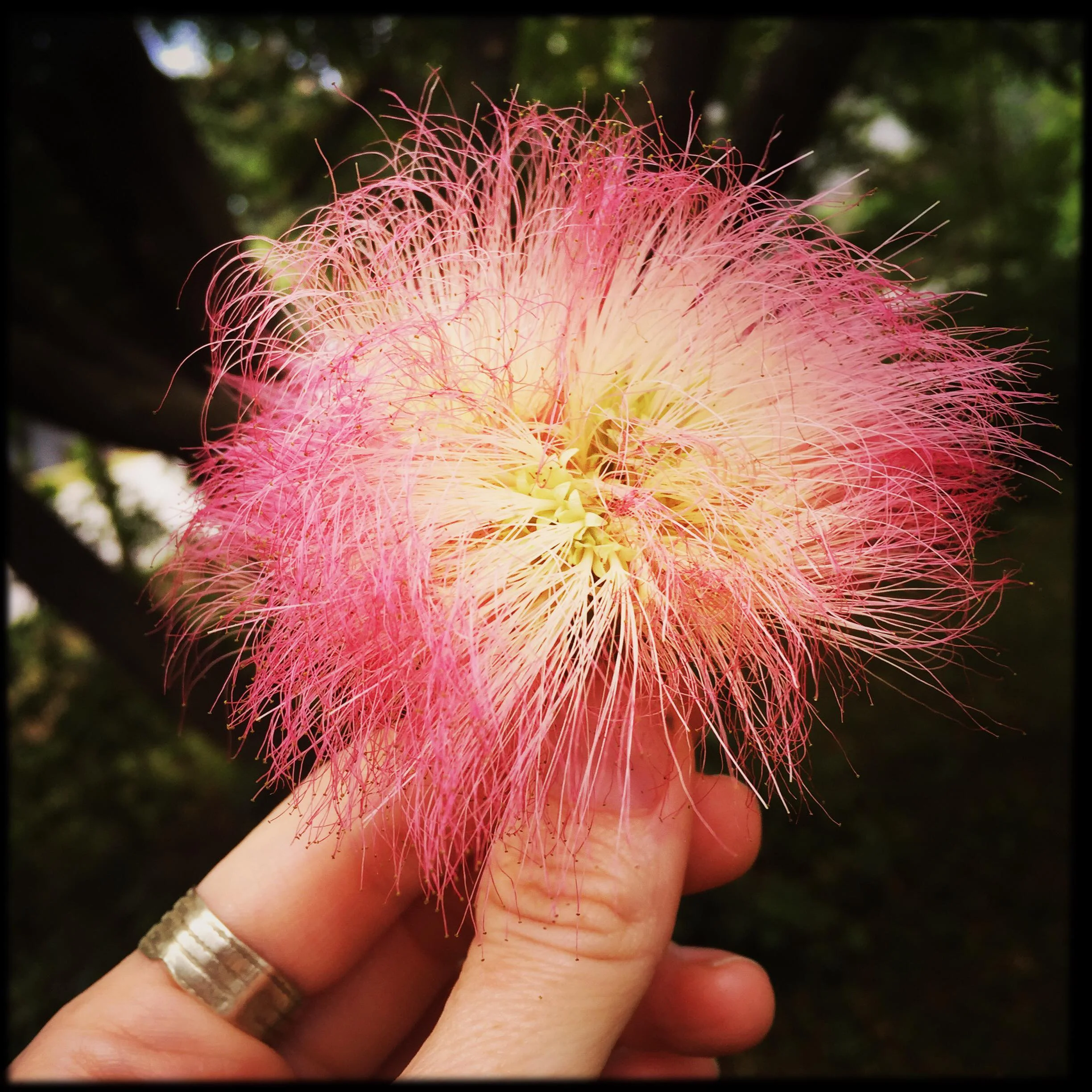 Mimosa Flower Essence