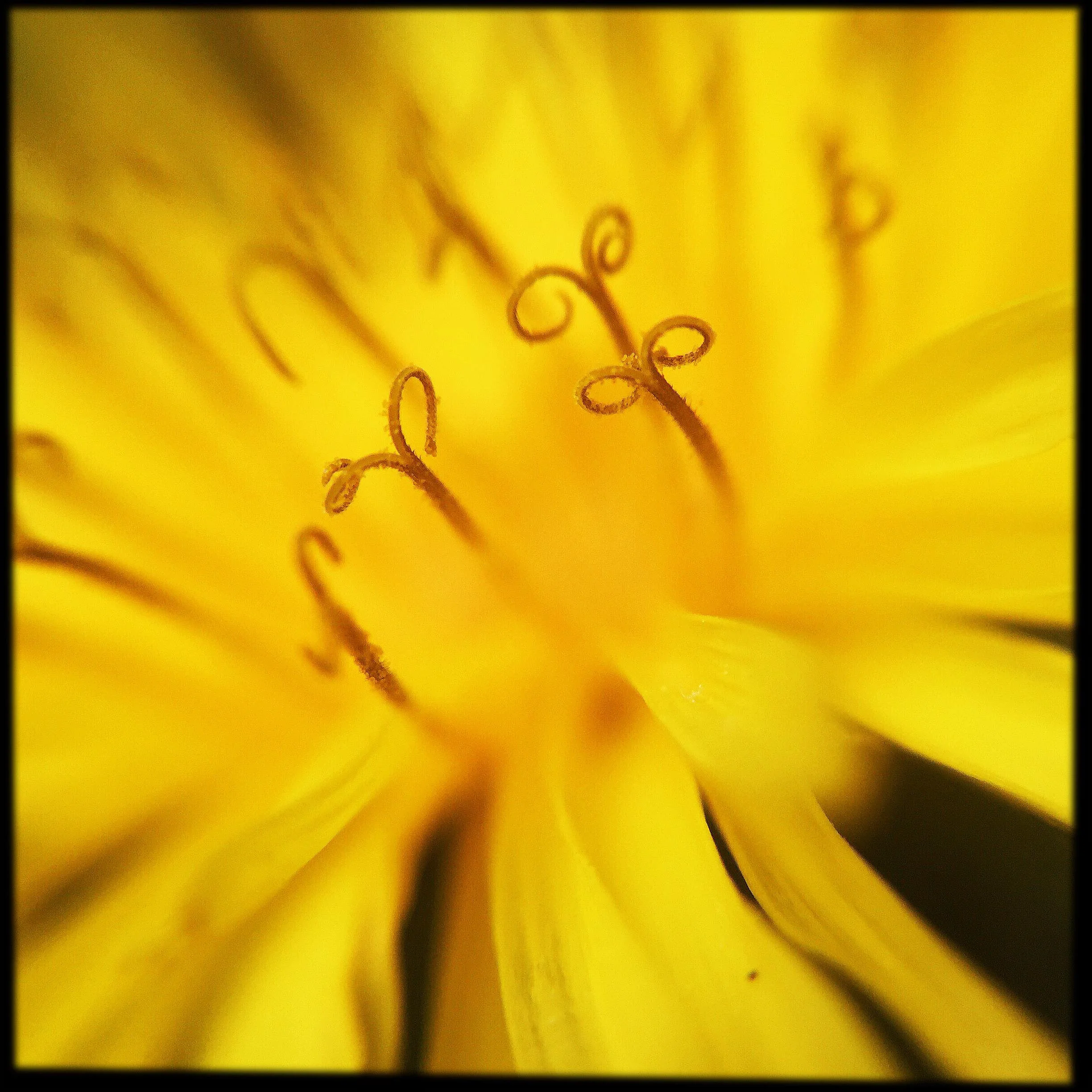 Dandelion Flower Essence