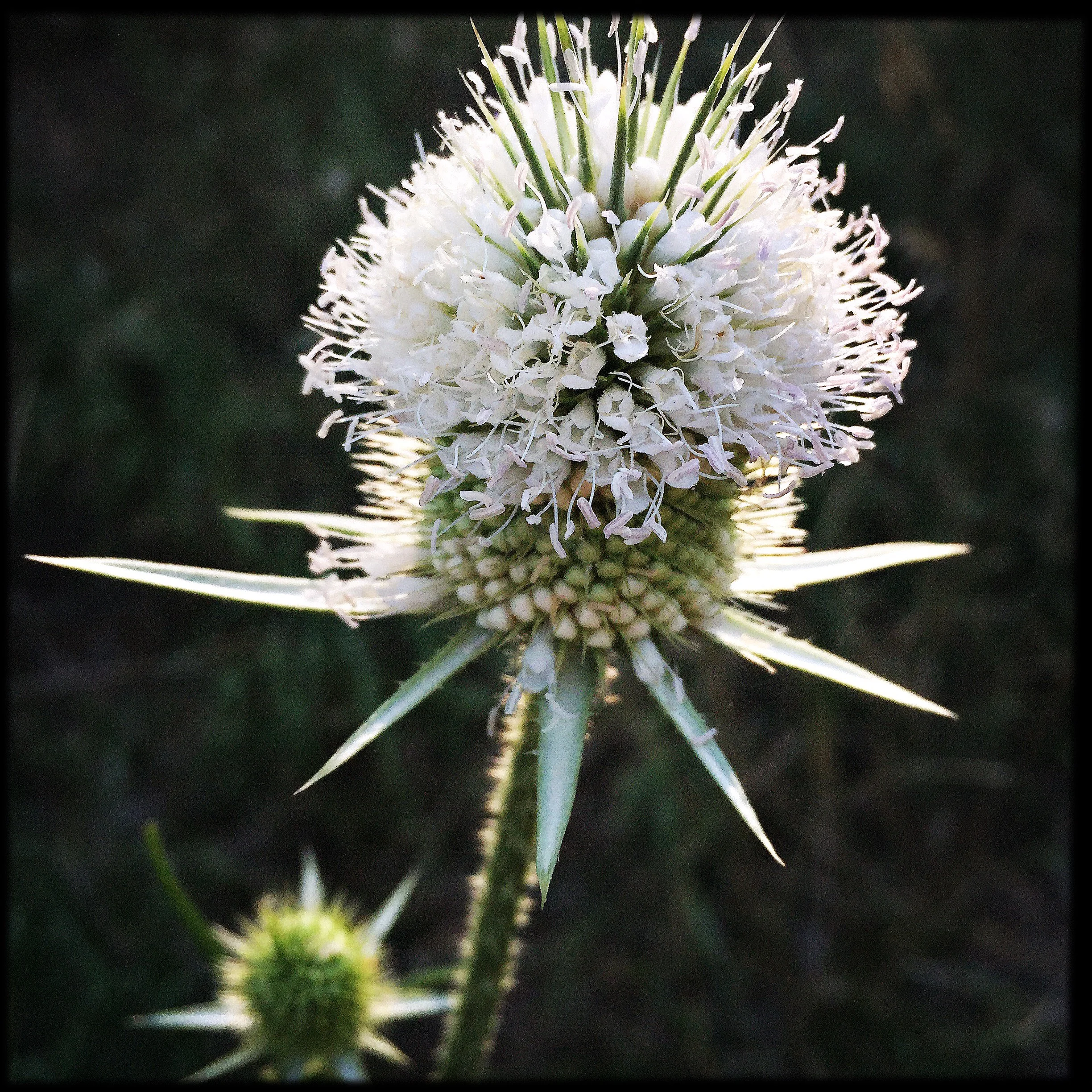 Teasel Flower Essence