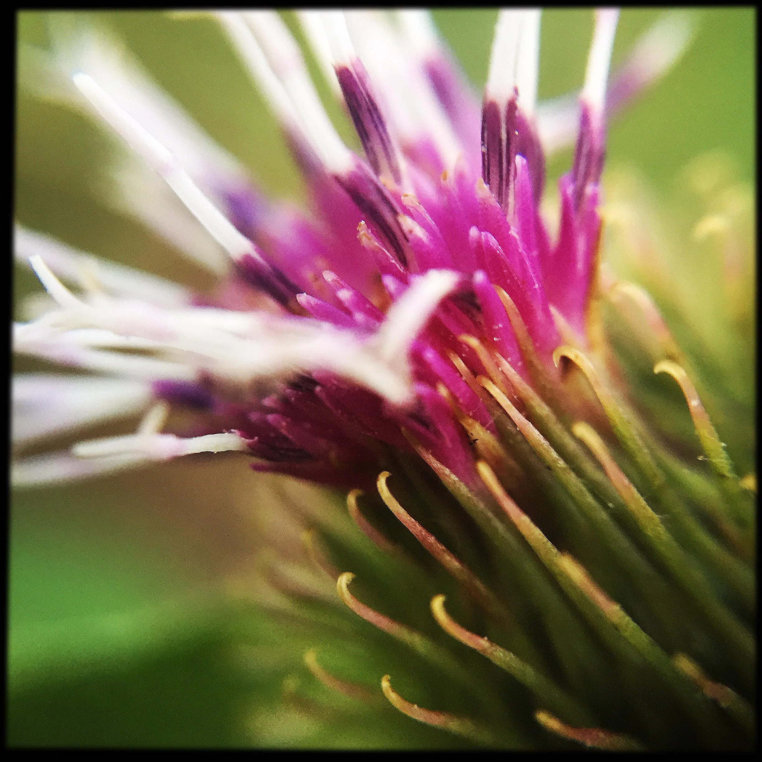 Burdock Flower Essence 