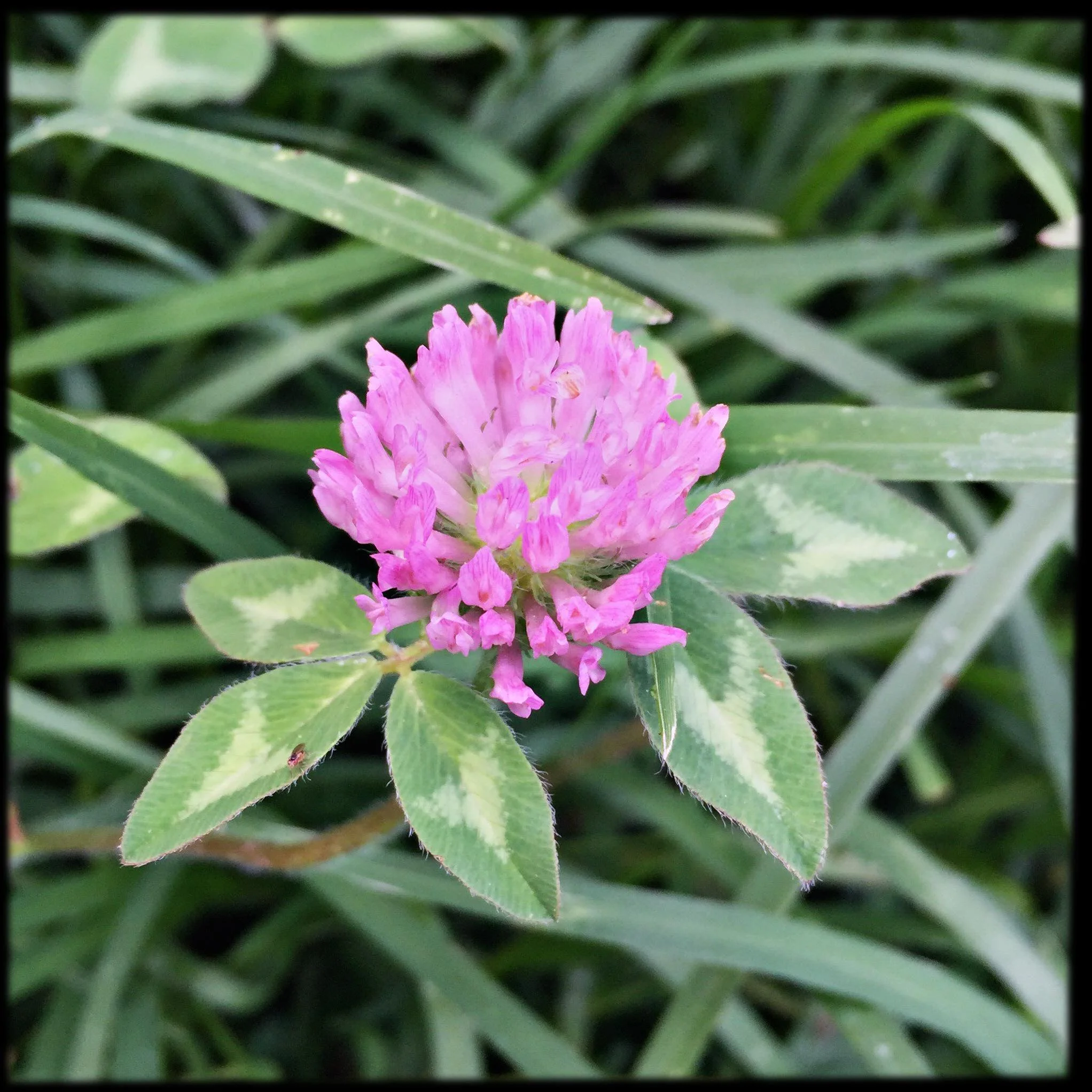 Red Clover Flower Essence