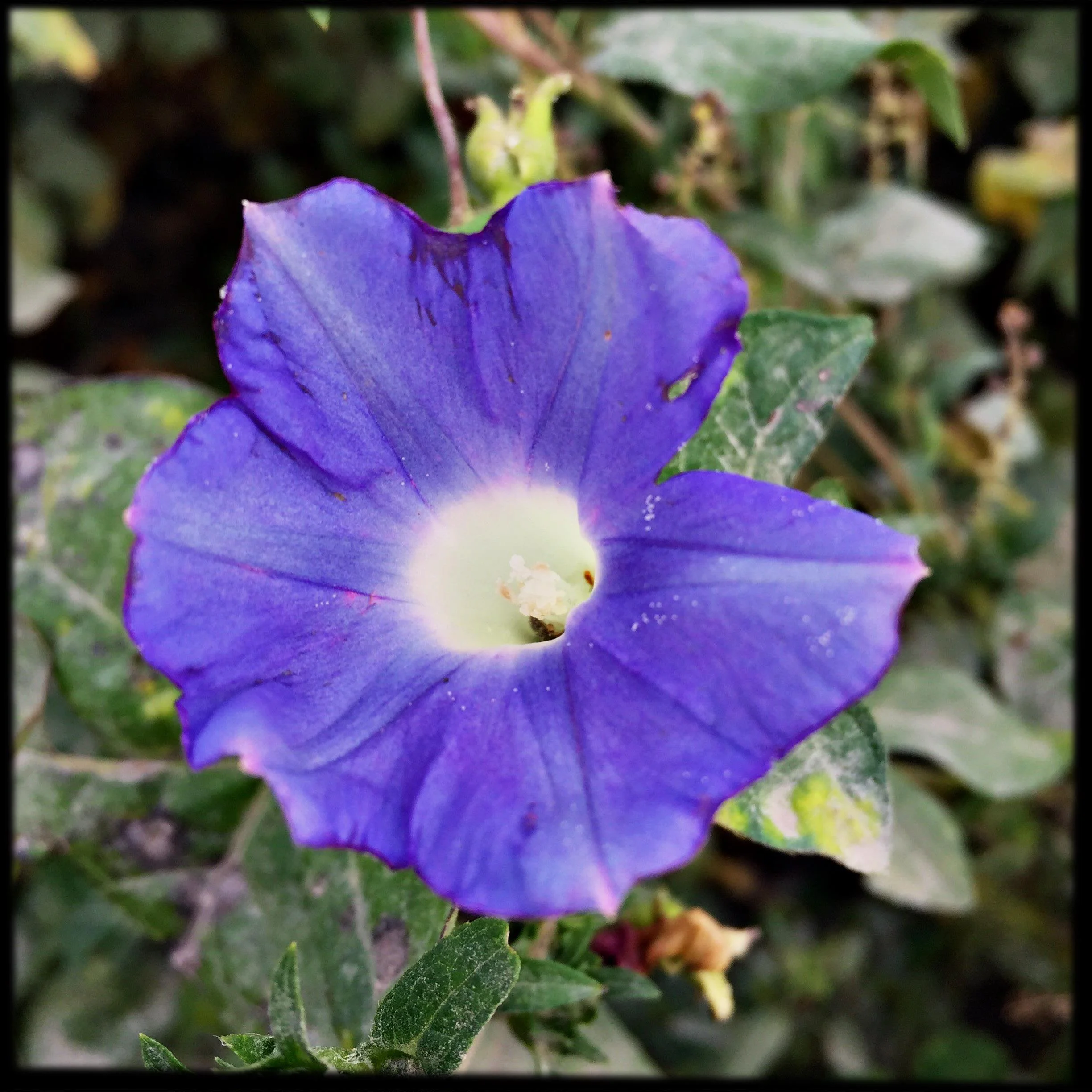 Morning Glory Flower Essence