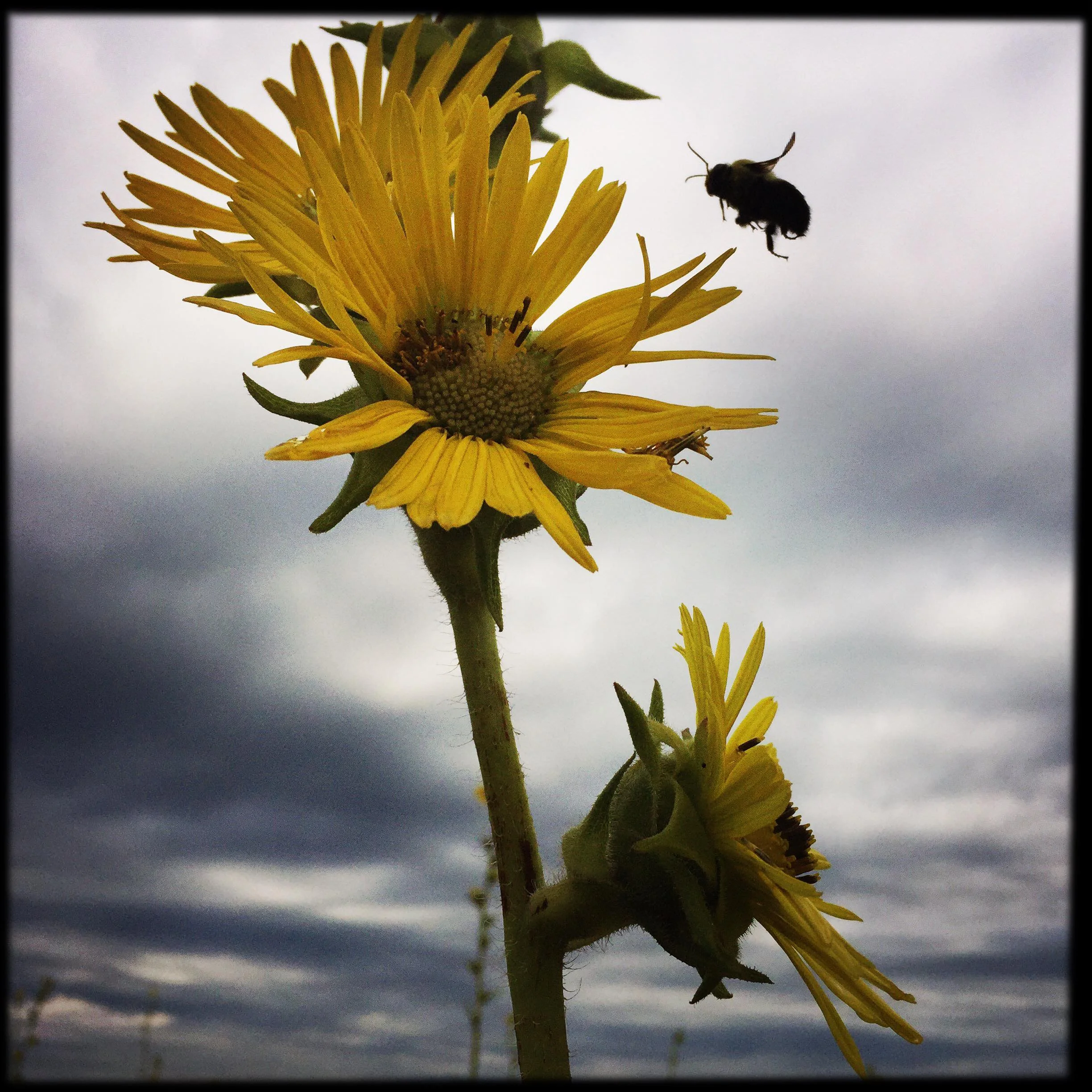 Compass Plant Flower Essence