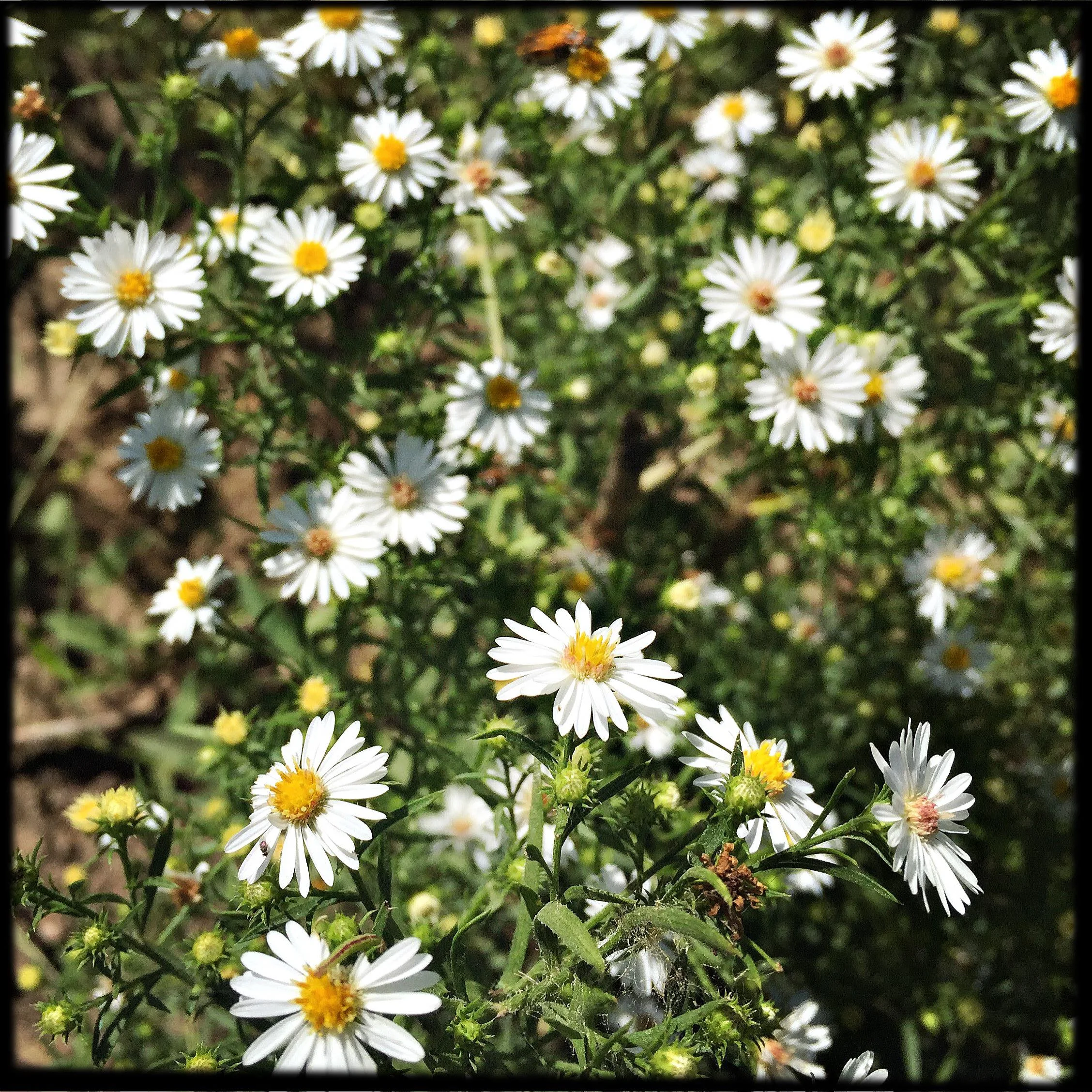 False Aster Flower Essence
