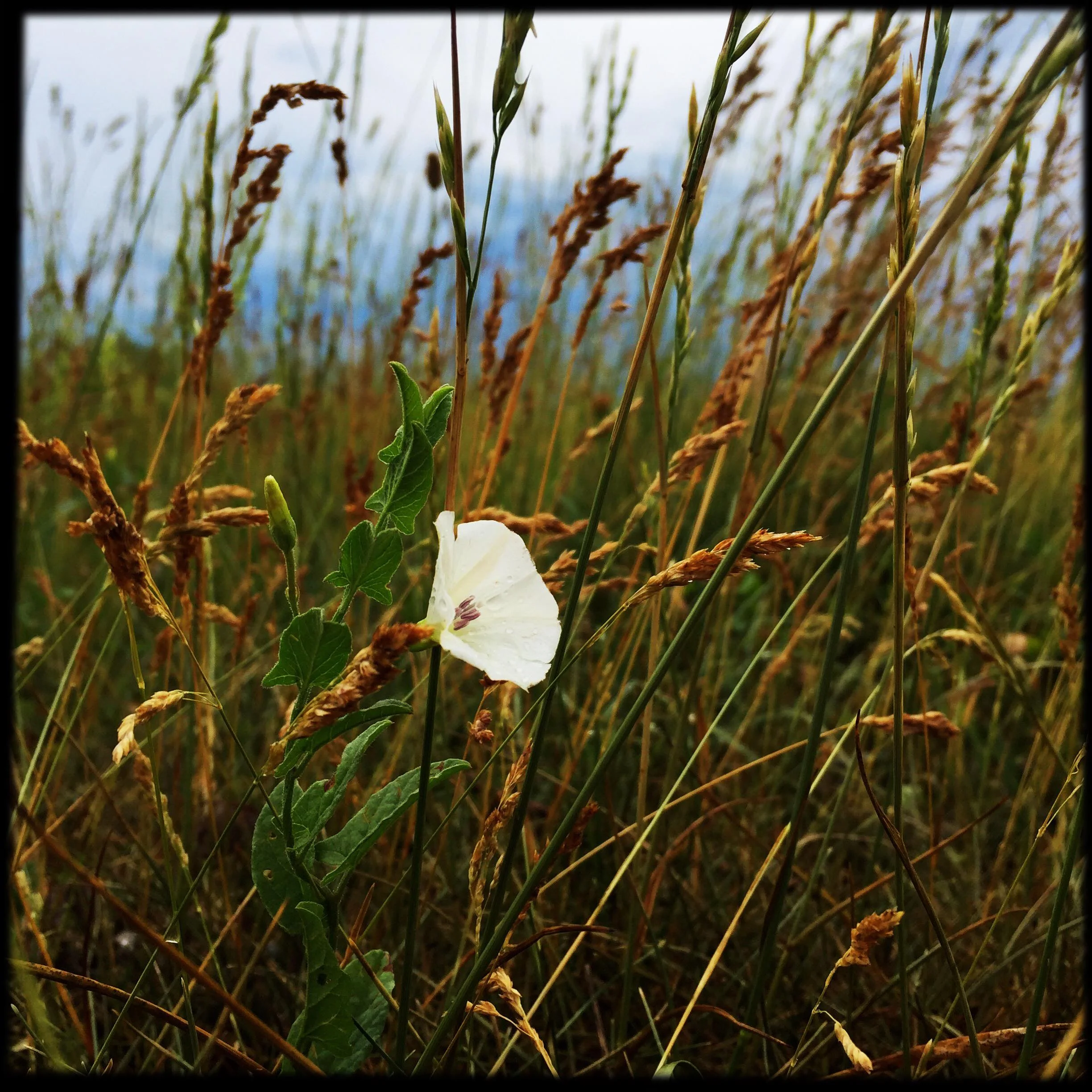 Bindweed Flower Essence
