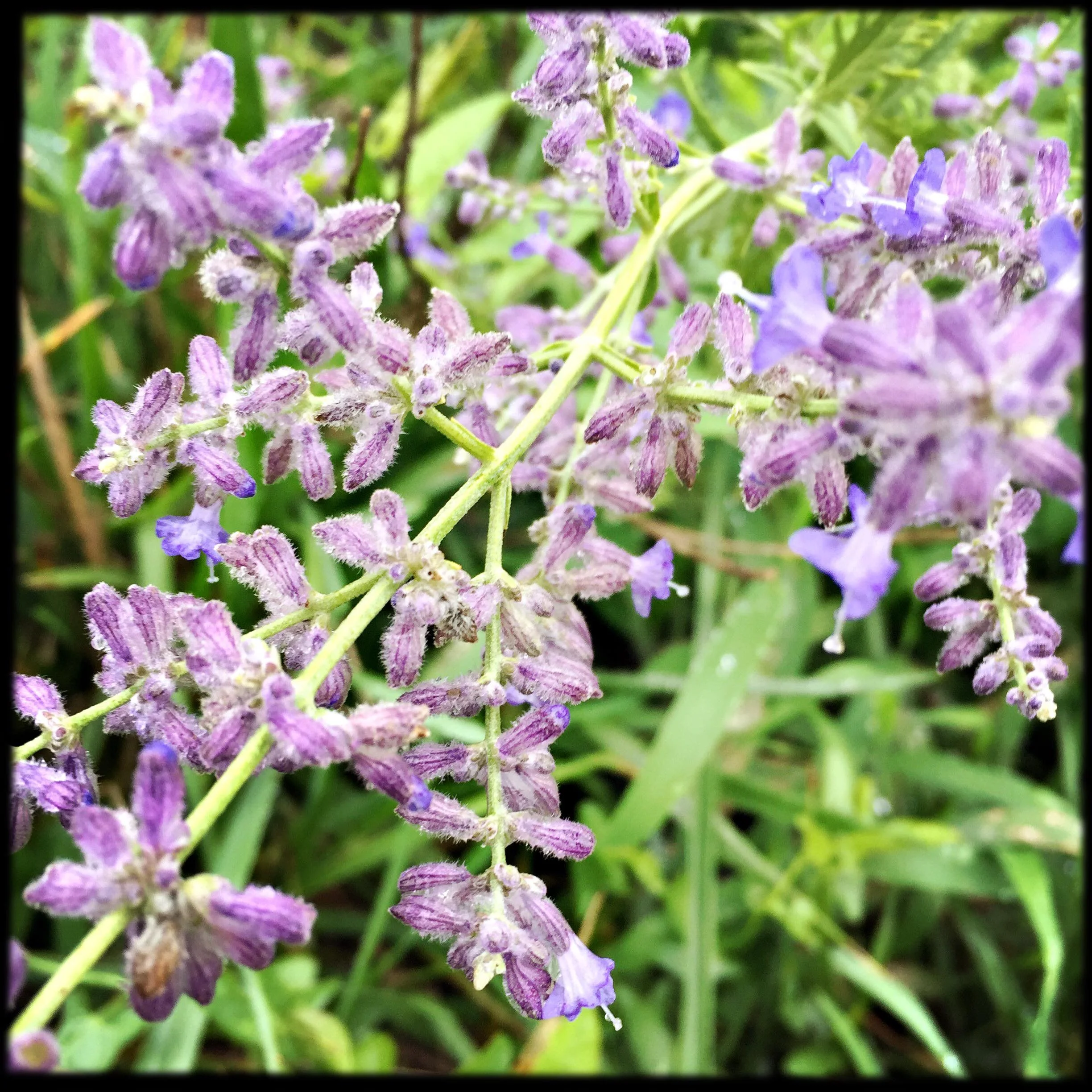 Russian Sage Flower Essence