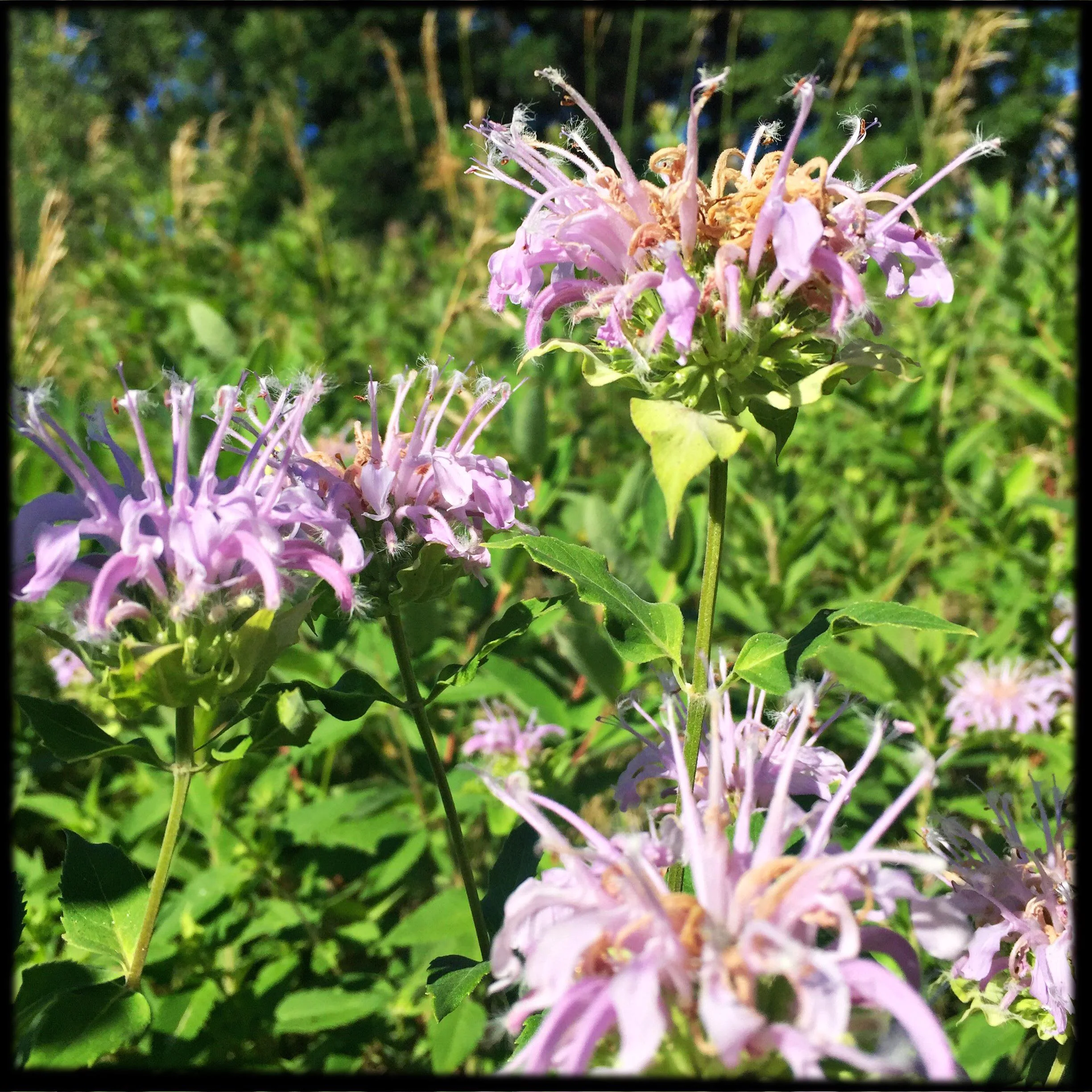 Monarda Flower Essence