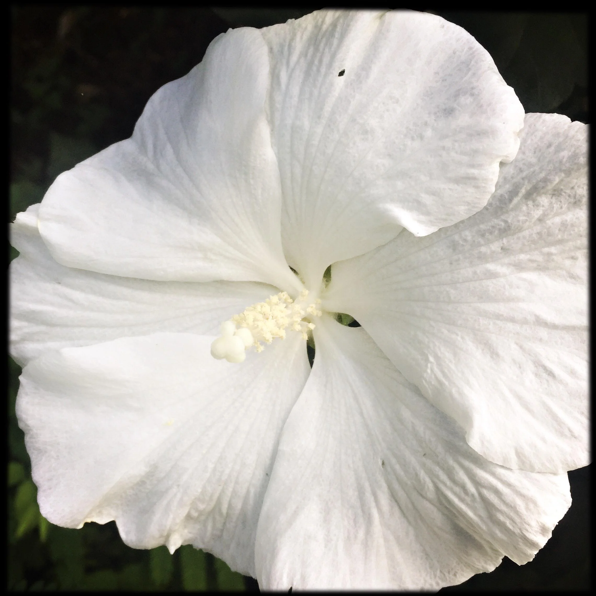 Hibiscus Flower Essence
