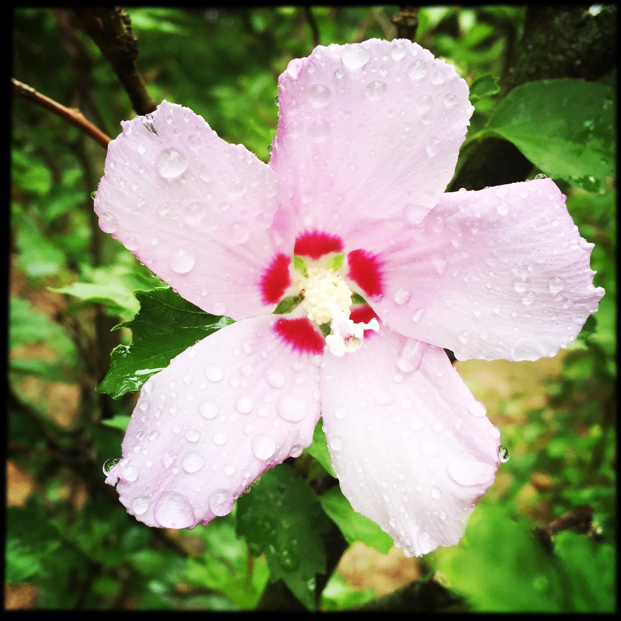 Rose of Sharon Flower Essence