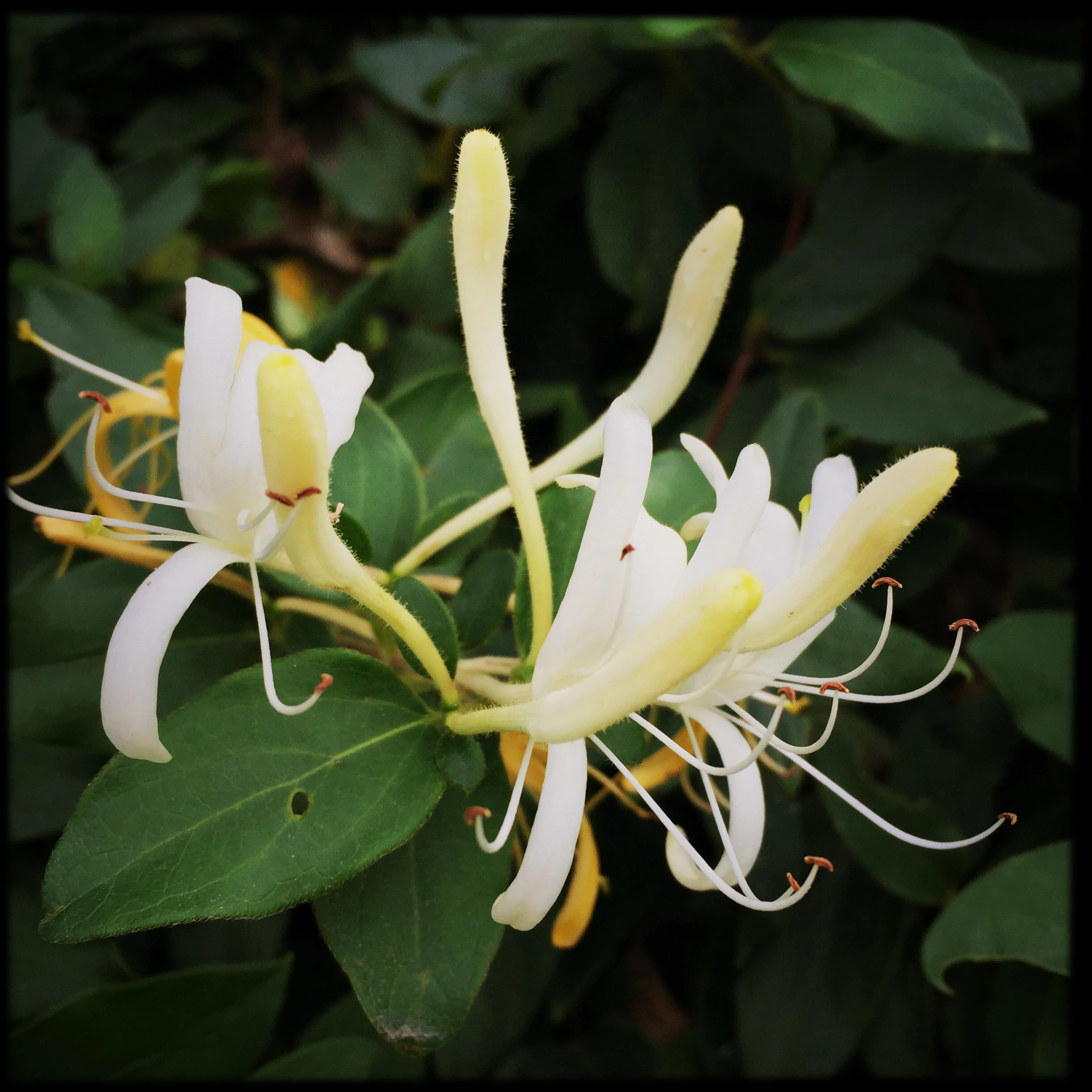 Honeysuckle Flower Essence