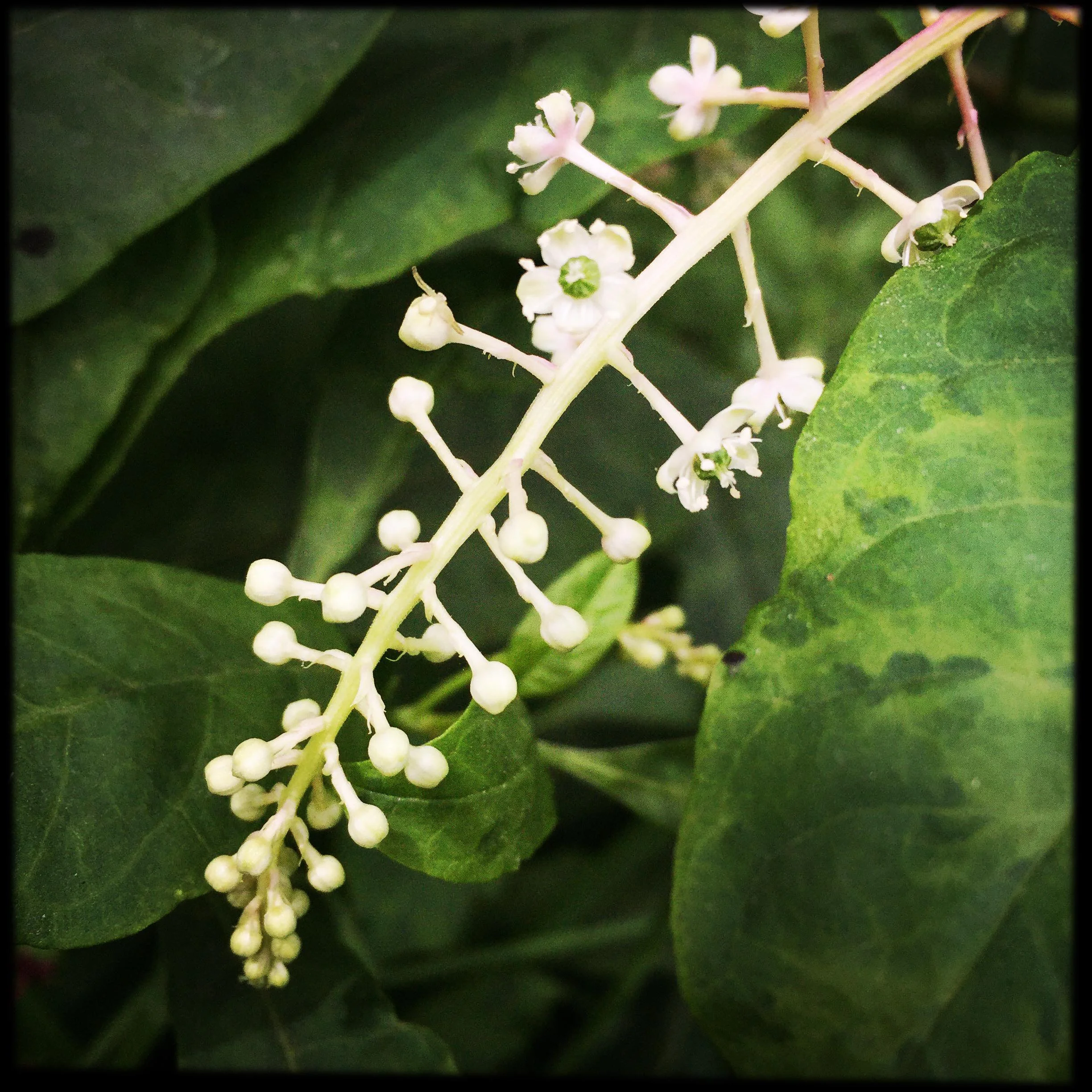 Pokeberry Flower Essence