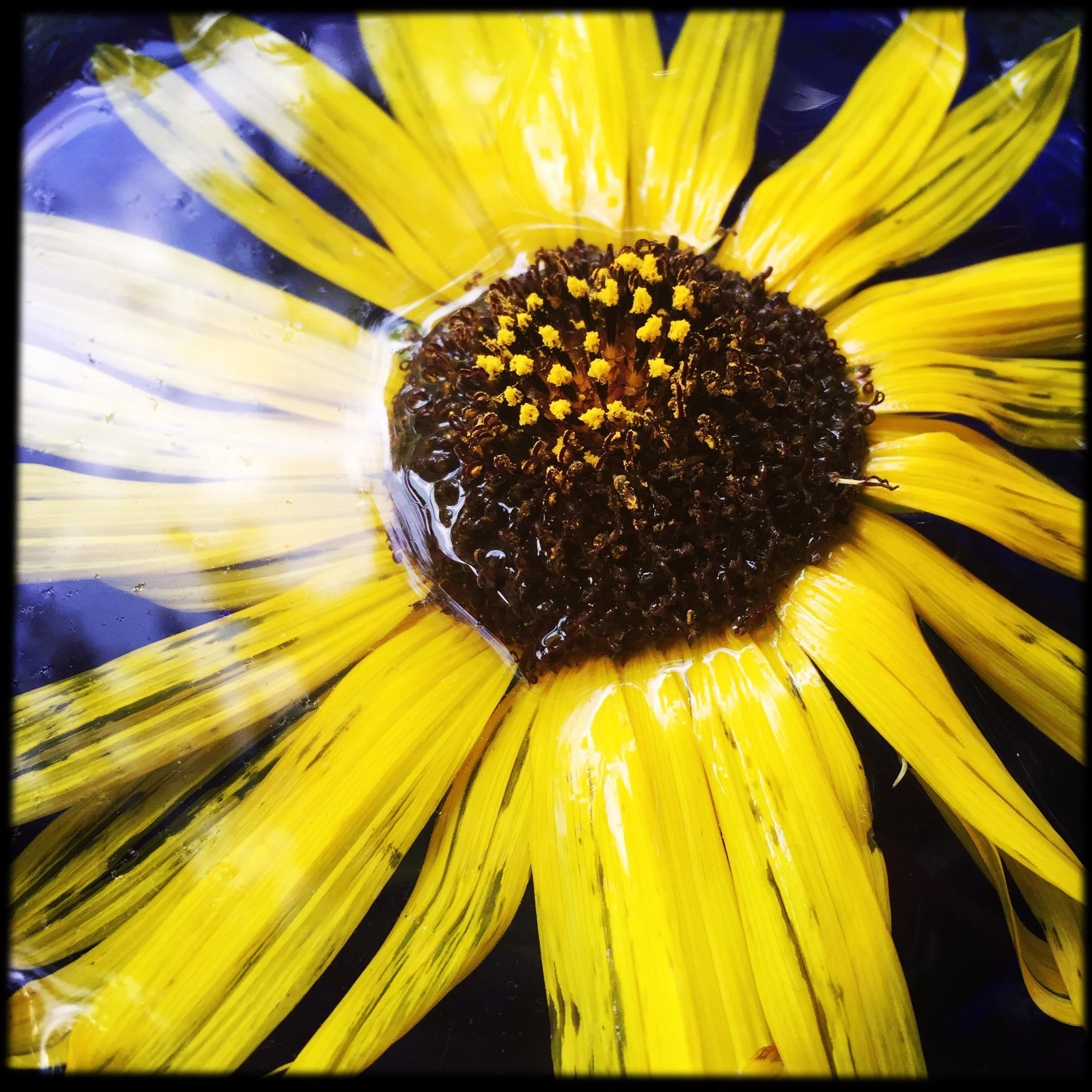 Sunflower Flower Essence