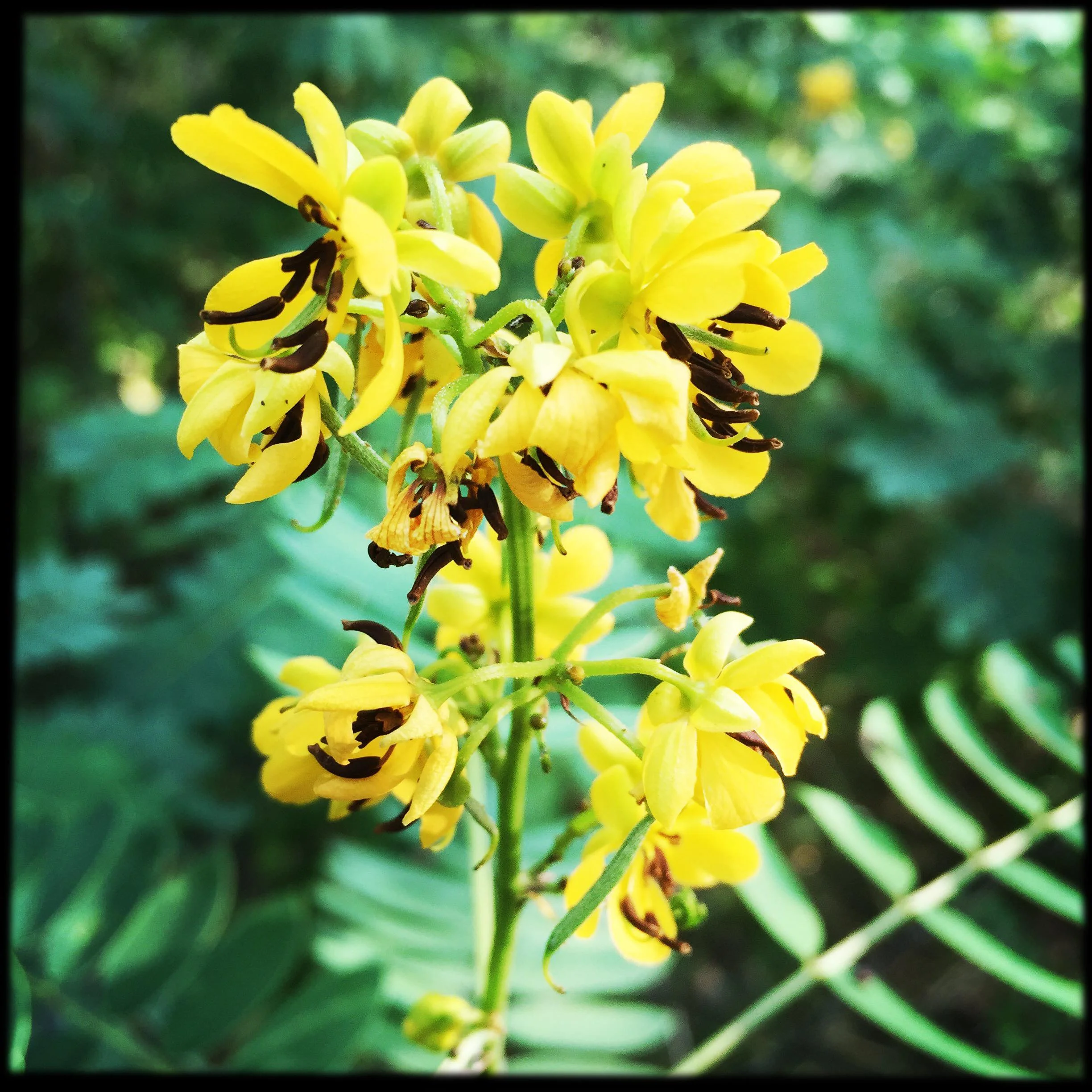 Partridge Pea Flower Essence