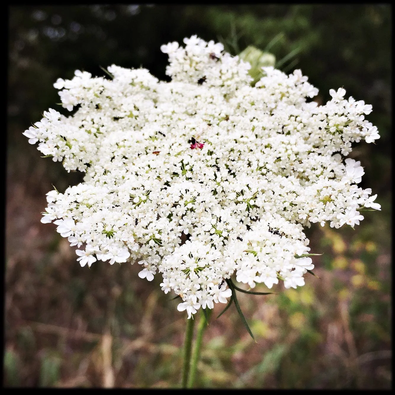 Queen Anne's Lace