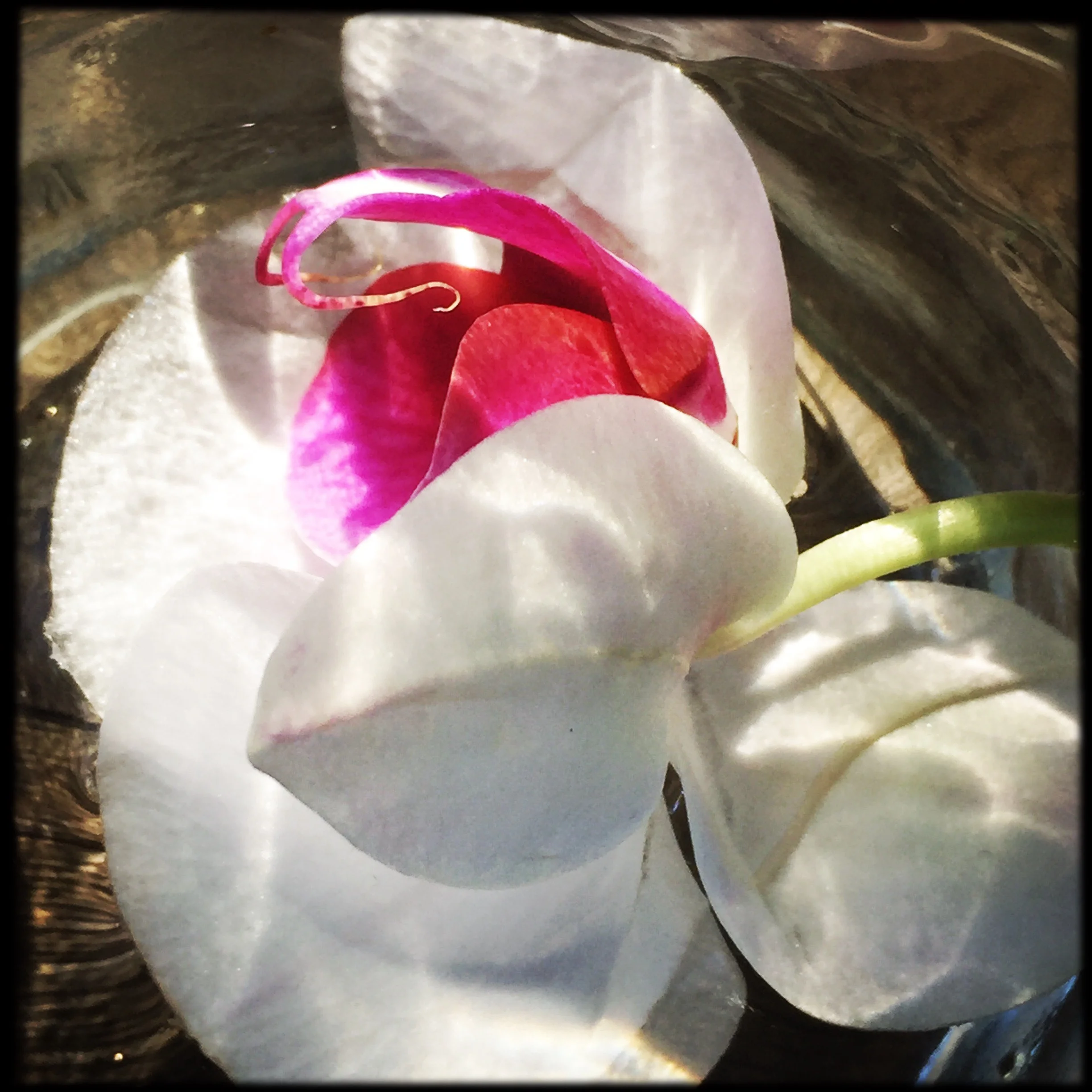 Orchid Flower Essence