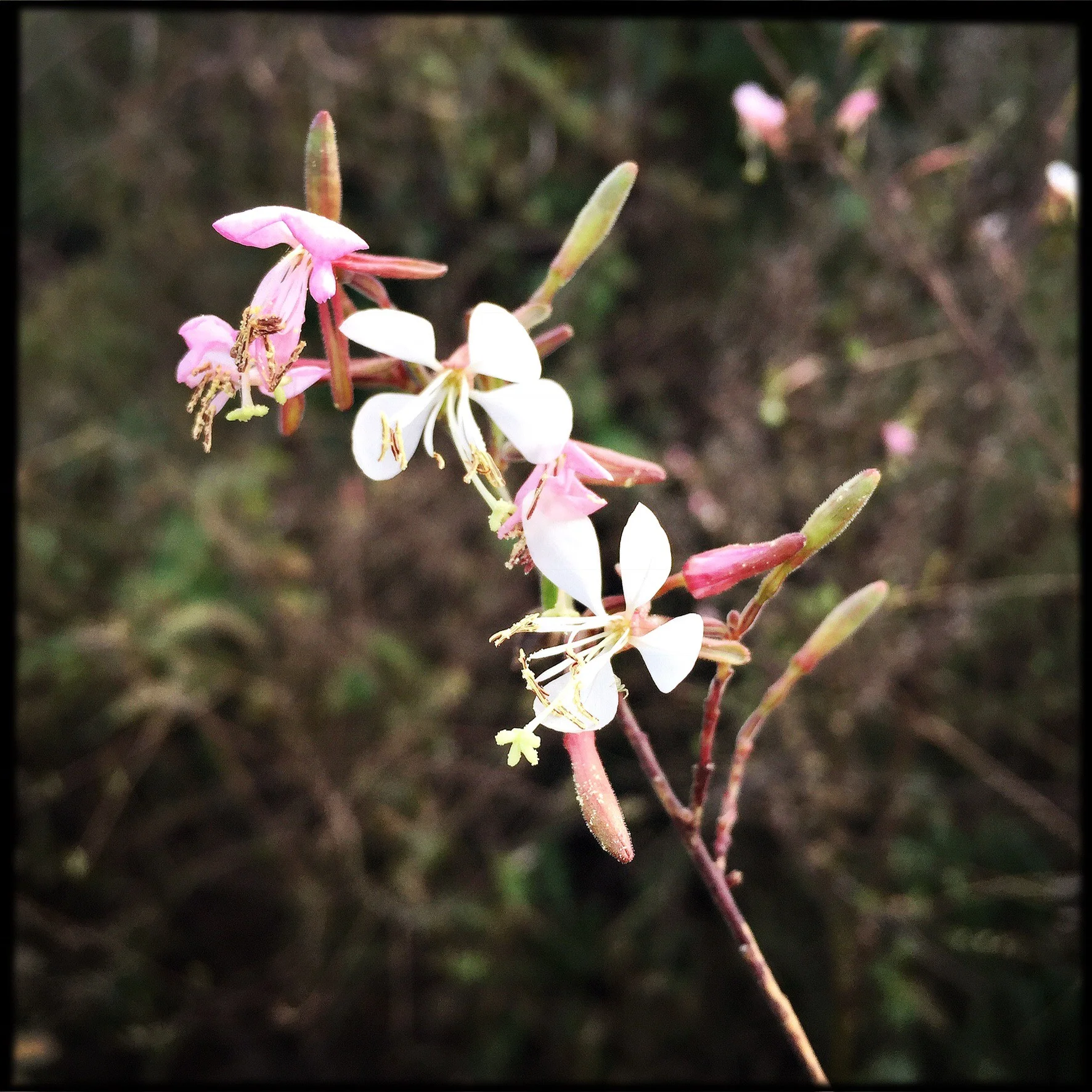 Guara Flower Essence