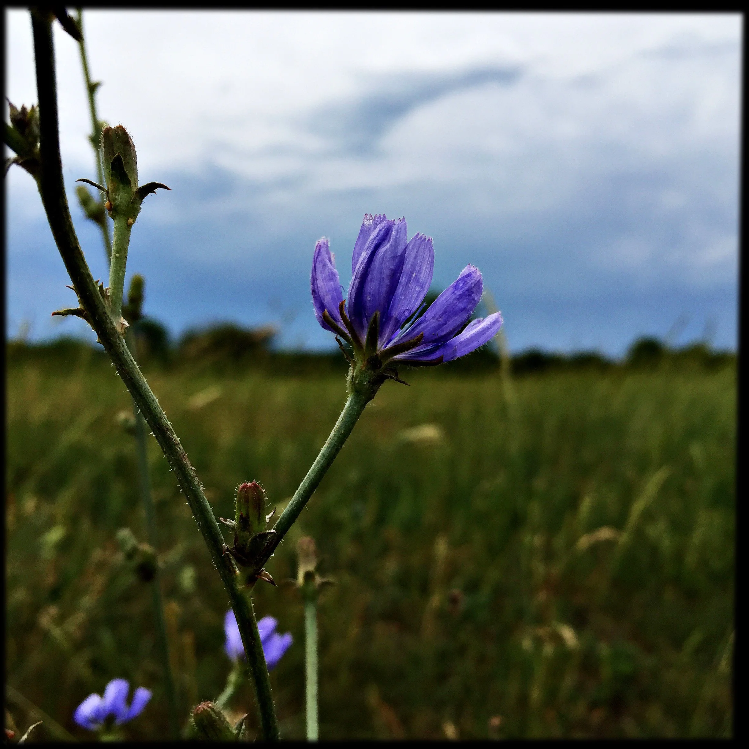 Chickory Flower Essence
