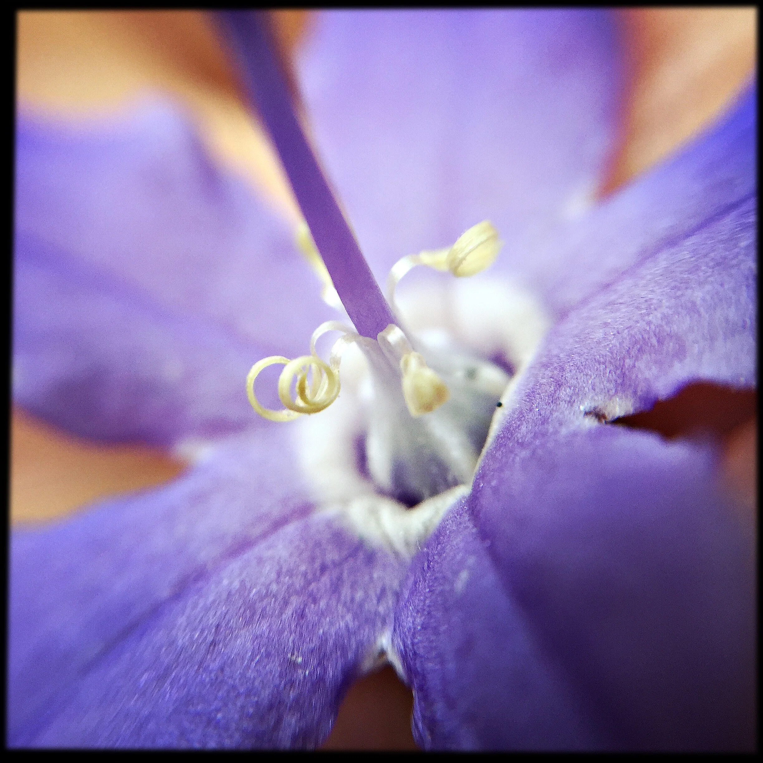 Tall Bellflower Flower Essence