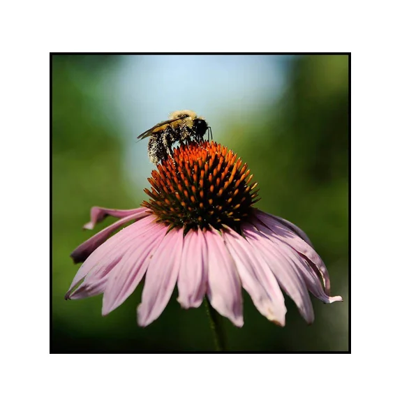 Bumble - 8x8 Fine Art Print