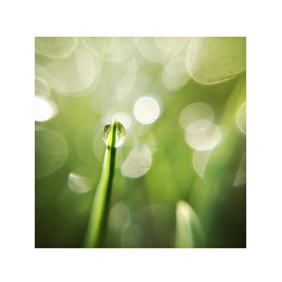 Dew - 8x8 Fine Art Print